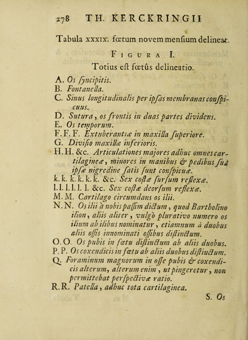 T abula xxxix. foetum novem menfium delineat:. Figura I. Totius efl foetiis delineatio. A. Os fyncipitis. B. Fontane Ha. C. Sinus longitudinalis per ipfas membranas conjpi- cuus. D. Sutura, os frontis in duas partes dividens. E. Os temporum. F. F. F. Extuberantia in maxilla fuperiore. G. Divi fio maxilla inferioris. H. FI. &c. Articulationes majores adhuc omnes car¬ tilagine a, minores in manibus & pedibus fu 4 ipfa nigredine fatis funt confpicua. k. k. k. k. k. k. &c. Sex cofta furfum reflexa. I. 1.1.1.1. 1. &c. Sex cofta deorfum reflexa. M. M. Cartilago circumdans os ilii. N. N. Os ilii a nobispafjim diclum, quod Bartholino ilion, aliis aliter, vulgo plurativo numero os ilium ab ilibus nominatur, etiamnum a duobus aliis offis innominati offibus diftin&um. O. O. Os pubis in fatu diftin&um ab aliis duobus. P. P. Os coxendicis in fatu ab aliis duobus diftin&um. Q. Foraminum magnorum in ofle pubis & coxendi¬ cis alterum, alterum enim , ut pingeretur, non permittebat perfpc&iva ratio. R. R. Patella > adhuc tota cartilaginea. S. Os