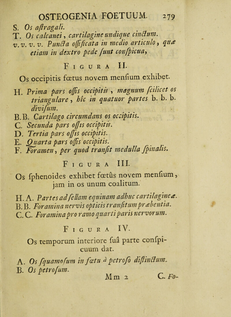 S. Os aflragali. T. Os calcanei, cartilagine undique cinflum. v.v. v. v. Pune?a o(Jificata in medio articulo, qua etiam in dextro pede [unt confpicua» Figura II. Os occipitis foetus novem menfium exhibet. H. Prima pars offis occipitis , magnum fcilicet os triangulare, hic in quatuor partes b. b. b. divifum. B. B. Cartilago circumdans os occipitis. C. Secunda pars offis occipitis. D. T'ertia pars offis occipitis. E. Quarta pars offis occipitis. F. Foramen, per quod tranfit medulla [pinalis. Figura III. Os fphenoides exhibet foetus novem menfium, jam in os unum coalitum. H. A. Partes ad feliam equinam adhuc cartilaginea. B. B. Foramina nervis opticis tranfitumpraebentia. C. C. Foramina pro ramo quarti pavis nervorum. Figura IV. Os temporum interiore fu a parte confpi- cuum dat. A. Os fquamofum in foeta * petrofo diflinctum. B. Os petrofum. Mm 2 C. F&~