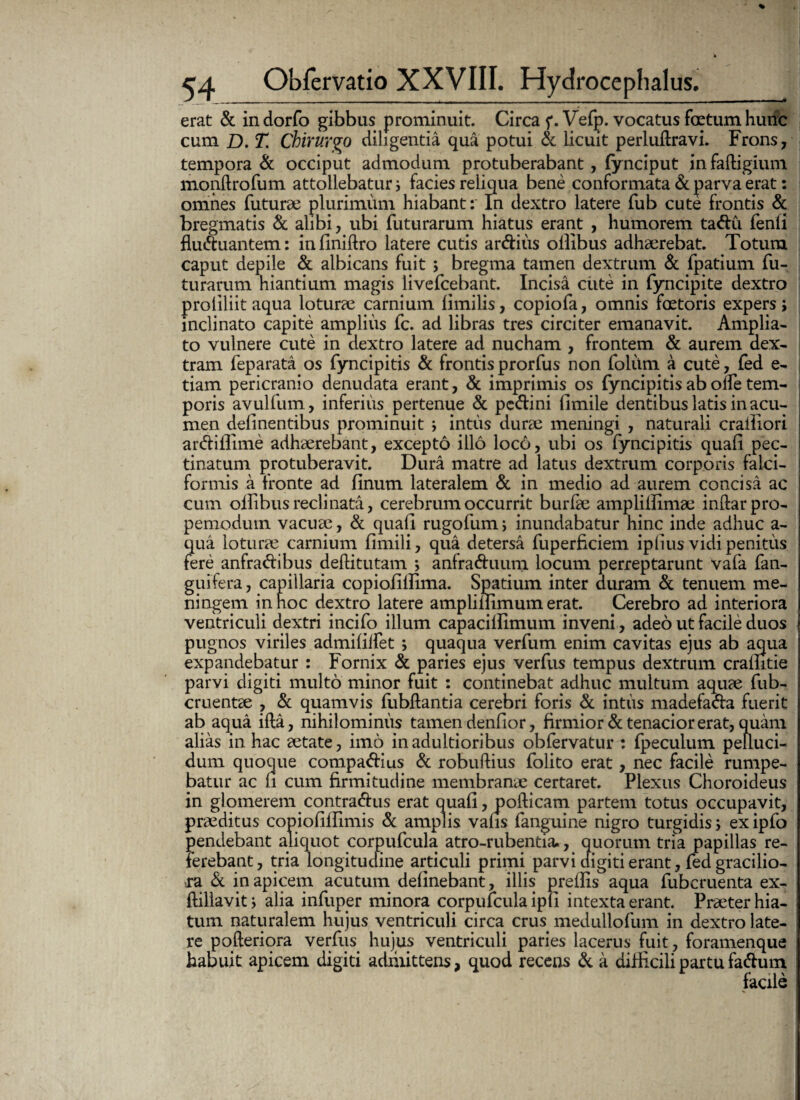 erat & in dorfo gibbus prominuit. Circa f. Vefp. vocatus foetum hunc cum D. T. Chirurgo diligentia qua potui & licuit perluftravi. Frons, tempora & occiput admodum protuberabant, fynciput in faltigium monftrofum attollebatur ; facies reliqua bene conformata & parva erat: omnes futurae plurimum hiabant: In dextro latere fub cute frontis & bregmatis & alibi, ubi futurarum hiatus erant , humorem tadu fenli fluduantem: iniiniftro latere cutis ardius oilibus adhaerebat. Totum caput depile & albicans fuit ; bregma tamen dextrum & fpatium fu¬ turarum hiantium magis livefcebant. Incisa cute in fyncipite dextro proliliit aqua loturae carnium Ihnilis, copiofa, omnis foetoris expers; inclinato capite amplius fc. ad libras tres circiter emanavit. Amplia¬ to vulnere cute in dextro latere ad nucham , frontem & aurem dex¬ tram feparata os fyncipitis & frontis prorfus non foliim a cute, fed e- tiam pericranio denudata erant, & imprimis^ os fyncipitis ab olfe tem¬ poris avulfum, inferius pertenue & pcdini fimile dentibus latis in acu¬ men delinentibus prominuit ; intus durae meningi , naturali crailiori ardiilime adhaerebant, excepto illo loc6, ubi os fyncipitis quali pec¬ tinatum protuberavit. Dura matre ad latus dextrum corporis falci¬ formis a fronte ad linum lateralem & in medio ad aurem concisa ac cum oilibus reclinata, cerebrum occurrit burfae amplillimae indarpro- pemodum vacuae, & quali rugofum; inundabatur hinc inde adhuc a- qua loturae carnium limili, qua detersa fuperficiem iplius vidi penitus fere anfradibus deftitutam ; anfraduum locum perreptarunt vafa fan- gulfera, capillaria copiolillima. Spatium inter duram & tenuem me- ningem innoc dextro latere amplillimum erat. Cerebro ad interiora ventriculi dextri incifo illum capaciUImum inveni, adeo ut facile duos j pugnos viriles admililfet ; quaqua verfum enim cavitas ejus ab aqua expandebatur : Fornix & paries ejus verfus tempus dextrum craintie parvi digiti multo minor fuit : continebat adhuc multum aquae fub- cruentae , & quamvis fubllantia cerebri foris & intus madefada fuerit ab aqua illa, nihilominus tamen denlior, firmior & tenacior erat, quam alias in hac aetate, imo in adultioribus obfervatur : fpeculum pelluci¬ dum quoque compadius & robuftius folito erat, nec facile rumpe¬ batur ac li cum firmitudine membranae certaret. Plexus Choroideus in glomerem contradus erat quali, pollicam partem totus occupavit, praeditus copiolilUmis & amplis vaus fanguine nigro turgidis; ex ipfo pendebant aliquot corpufcula atro-rubentia», quorum tria papillas re¬ ferebant, tria longitudine articuli primi parvi digiti erant, fed gracilio¬ ra & in apicem acutum delinebant, illis preffis aqua fubcruenta ex- ftillavit, alia infuper minora corpufcula ip li intexta erant. Praeter hia¬ tum naturalem hujus ventriculi circa crus medullofum in dextro late¬ re pqfteriora verfus hujus ventriculi paries lacerus fuit, foramenque habuit apicem digiti admittens, quod recens & a difficili partu fadum facile