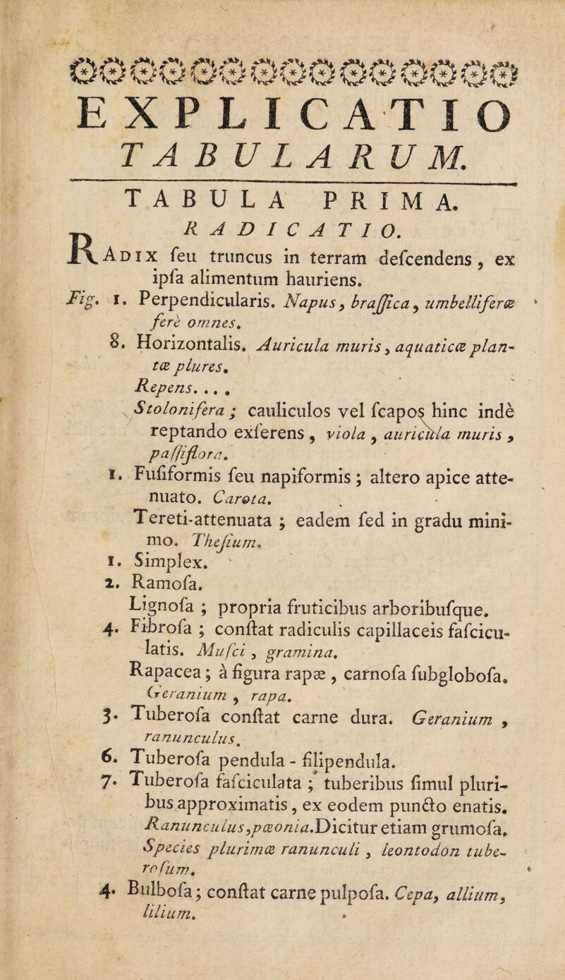 EXPLI CATIO TABULARUM. TABULA PRIMA. RADICATI O. JLV. Ad i x feu truncus in terram defcendens ? ex ipfa alimentum hauriens. Fig* i. Perpendicularis. Napus, brafjica9 umbellifer@ fere omnes. 8. Horizontalis. Auricula muris, aquatica plan~ tce plures. Repens. .. . Stoloni fera ; cauliculos vel fcapos hinc inde reptando exferens f viola 9 auricdla muris > pafjijlora. i. Fufiformis feu napiformis ; altero apice atte¬ nuato. Carota. Tereti-attenuata ; eadem fed in gradu mini¬ mo. Tkejium. 1. Simplex. v 2. Ramofa. Lignofa ; propria fruticibus arboribufque. 4. Fibrofa ; conflat radiculis capillaceis fafcicu- latis. Mufci , gramina. Rapacea; a figura rapa*, carnofa fubglobofa. Ireranium , rapa. J. Tuberofa conflat carne dura. Geranium , ranunculus, 6. Tuberofa pendula - filipendula. 7. Tuberofa fafciculata ; tuberibus fimul pluri¬ bus approximatis, ex eodem pun£lo enatis. Ranunculus,paonia.Dicitur etiam grumofa. Species plurima ranunculi , leontodon tube¬ ro Cum, 4. Bulbofa; conflat carne pulpofa. Cepa, allium9 lilium.