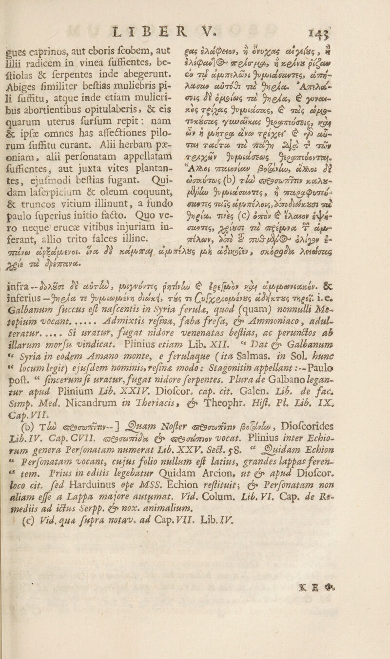 gues caprinos, aut eboris fcobem, aut iilii radicem in vinea fuffientes, be- iliolas &: ferpentes inde abegerunt. Abiges iimiliter beftias muliebris pi¬ li fuffitu, atque inde etiam mulieri¬ bus abortientibus opitulaberis» &: eis quarum uterus furfum repit: nam Sc ipfe omnes has affeftiones pilo¬ rum fuffitu curant. Alii herbam pge- oniam, alii perfonatam appellatam fuffientes, aut juxta vites plantan¬ tes, ejufmodi bcftias fugant. Qui¬ dam laierpicium dc oleum coquunt, δζ truncos vitium illinunt, a fundo paulo fuperius initio fad:o. Quo ve¬ ro neque' eructe vitibus injuriam in¬ ferant, allio trito falces illine. ecp^ccfjosvoi. ίί'Λ α(Α7ηλ8ζ cc^nsisv, ^STHIVCC. ξΛζ ΐλοίφ€4ον» ^ ονυχοίς (Μ'μίϋζ » « Ιλι<ρο(Λ[(^ jj K-e^vss cu rr^ ^iJUielmvrsqi »573/- λΰζ,σζΜί uutoBj Jyjoioc, ’Ατττλο/- Η ofAsioxi m ^ yov<x4· κΰς τξΐ^ς 'jv^idczx.^y Φ τ^ς 'ηκασζΐίζ yuveUKci^ ^ξ^ττΐοσΈίζ, ^ ΰν η ^ΙίΤ04 uvw ΤξίχΗ° φ· «ϋ- VOf Tcccjrcc TU ^ <τ£ίν ^ι>(ΛΜσΈϋιΐς ^ζμ,τηόοντεη, ’^Α^βί Tmtoviccv βο^νίωί dyk.ai ^ ί^στκυτζύζ (b) τΐί^ (Ζΰ^σατηΤίρ κοίλα·' βρίω ^f/jtelemTt^y ^ mvTtq TUic, τ^ ^ιξίοί, TJVf? (c) OTTOV ^ ίλθ(40» gtpis- / \ f M t cmTi^y tu τ* λ/λ- τΓΐλων^ §* 7rvS-/i^^ ολί^ν infra —Λ’ uuri/^y μαγνυνης pi)7ivlc/j Φ ίξί[βον f(^ ccfA/^jmiotKeii. Sc inferiusή ^^ίαμ^ίνη τύζ η Ου[χς/.ομ^ίνας (ί^Ικταζ ττιξίΤ. i. e» Galbanum fuccus efi nafcentis in Syria ferula, quod ('quam) nonnulli Ms^ topium vocant.uidmixtis refina, faba frefa, ^ Ammoniaco, adul¬ teratur.Si uratur, fugat nidore venenatas beflias, ac perunBos ab illarum morju vindicat» Plinius etiam Lib. All. “ 'Dat Galbanum Syria in eodem Amano monte, e ferulaque (ita Salmas. in Sol. hunc ** locum legit) ejufdem nominis» refina modo i Stagonitin appellant : — VtkvXo poft. “ fincerumfi uratur, fugat nidore ferpentes. Flurade Galbano tur apud Plinium Lib, XXIV. Dioicor. cap. cit. Galen. Lib. de fac.. Stmp. Med. Nicandrum in Theriacis» ^ Theophr. Hifi. Fl. Lib. IX. Cap. VII. (b) τ4ί) ^ζ^σζύτπτιν—'} ,^uam Nofer ^ζΰ&σζύτπνν βο'^νίου, Dloicorides Jjb. IV. Cap. CVIl. ίζΰ^σζύτπ^ <zfff0(m7nov vocat. Plinius inter Bchio- fum genera Ferfonatam numerat Lib. XXV, SeFt.^^. J^idam Echion “ Ferfonatam vocant, cujus folio nullum efi latius, grandes lappas feren- ** tem. Frius in editis legebatur Quidam Arcion, ut ^ apud Diofcor. loco cit. fed Harduinus ope MSS. Echion refiituif, 0* Ferfonatam non aliam ejfe a Lappa majore autumat. Vid. Colum. Lib. VI. Cap. de Re¬ mediis ad iStus Serpp. S* animalium. (c) Vid, qm fupra notav. ad Cap, VU, Lib. IV,