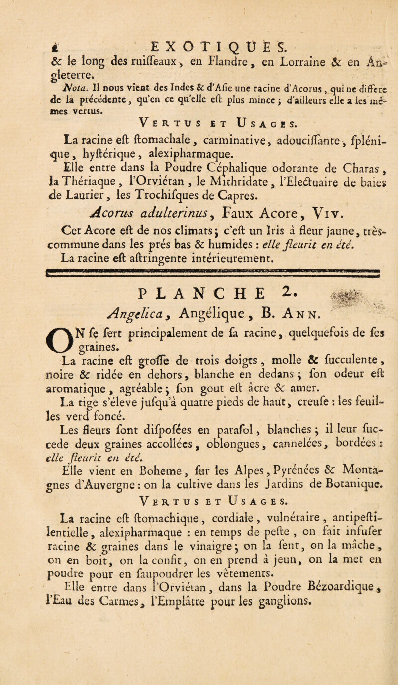 à EXOTIQUES. ôc le long des ruiffeaux, en Flandre, en Lorraine & en Ait* glererre. Nota. Il nous vient des Indes & d’Afie une racine d’Acorus , qui ne diffère de la précédente, qu’en ce quelle eft plus mince > d’ailleurs elle a les mê¬ mes vertus. Vertus et Usages. La racine eft ftomachale, carminative, adoucifTante, fpléni- que, hyftérique, alexipharmaque. Elle entre dans la Poudre Céphalique odorante de Charas, la Thériaque , l’Orviétan , le Mithridate, l’Eleétuaire de baies de Laurier, les Trochifques de Câpres. Âcorus adulterinus y Faux Acore, Viv. Cet Acore eft de nos climats j c’eft un Iris à fleur jaune, très* commune dans les prés bas & humides : elle fleurit en été. La racine eft aftringente intérieurement. PLANCHE 2. Angelicdy Angélique, B. Ann. ON fe fert principalement de fa racine, quelquefois de fes graines. La racine eft grolFe de trois doigts, molle & fucculente, noire &c ridée en dehors, blanche en dedans -y fon odeur eft aromatique , agréable j fon goût eft âcre Sc amer. La tige s’élève juftqua quatre pieds de haut, creufe : les feuil¬ les verd foncé. Les fleurs font difpofées en parafai, blanches y il leur fuc- cede deux graines accollécs , oblongues, cannelées, bordées z elle fleurit en été. Elle vient en Boheme, fur les Alpes, Pyrénées &£ Monta¬ gnes d’Auvergne : on la cultive dans les Jardins de Botanique. Vertus et Usages. La racine eft ftomachique , cordiale , vulnéraire , antipefti- lentielle, alexipharmaque : en temps de pefte , on fait infufer racine Sc graines dans le vinaigre} on la fent, on la mâche, on en boit, on la confit, on en prend à jeun, on la met en poudre pour en faupoudrer les vêtements. Elle entre dans l’Orviétan, dans la Poudre Bézoardique, l’Eau des Carmes^ l’Emplâtre pour les ganglions.