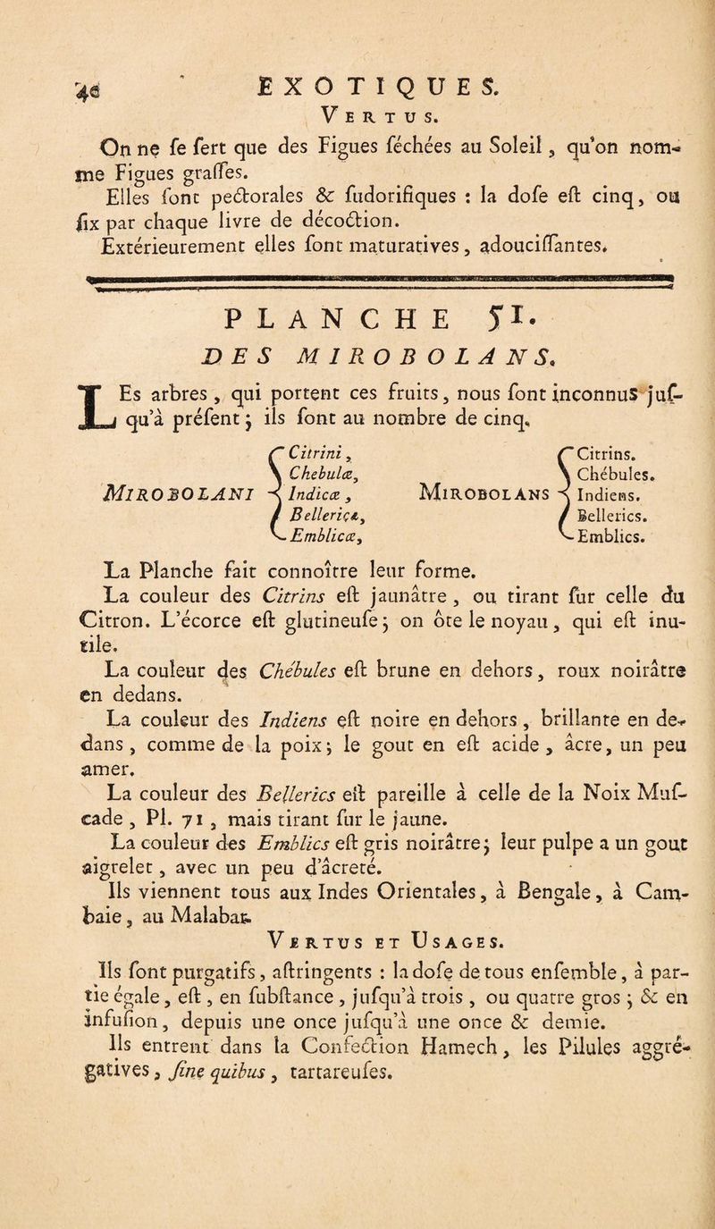 Vertus. On ne fe fert que des Figues féchées au Soleil , qu on nom-* me Figues graffes. Elles font pectorales &c fudorifiques : la dofe eft cinq, ou fix par chaque livre de décodion. Extérieurement elles font maturatives, adouciffantes* PLANCHE JI. DES MIROBOLANS. LEs arbres , qui portent ces fruits, nous font inconnus juf- qu’à préfent j ils font au nombre de cinq. Mirobolant Litrini x Chebulœ, Indicce , Belleriç&y Emblicæ, MiROBOLANS Citrins. Chébules. Indiens. Selleries. Emblics. La Planche fait connoître leur forme. La couleur des Citrins eft jaunâtre , ou tirant fur celle du Citron. L’écorce eft glutineufej on ôte le noyau, qui eft inu¬ tile, La couleur des Chébules eft brune en dehors, roux noirâtre en dedans. La couleur des Indiens eft noire en dehors, brillante en de* dans, comme de la poixj le goût en eft acide, âcre, un peu amer. La couleur des Selleries eft pareille à celle de la Noix Muf- cade , PI. 71 , mais tirant fur le jaune. La couleur des Emblics eft gris noirâtre j leur pulpe a un goût aigrelet, avec un peu d acreté. Ils viennent tous aux Indes Orientales, à Bengale, â Cam- baie, au Malabat. Vertus et Usages. Ils font purgatifs, aftringents : la dofe de tous enfemble, â par¬ tie égale, eft , en fubftance, jufqu’à trois, ou quatre gros \ &c en infufion, depuis une once jufqu’â une once & demie. Ils entrent dans la Confection Flamech, les Pilules aggré- gatives, fine quibus, tartareufes.