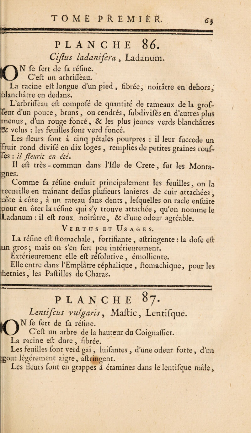 PLANCHE 8 6. Cijîus ladanifera Ladanum. ON fe fert de fa réfine. C’eft un arbrifleau. La racine eiUongue d’un pied, fibrée, noirâtre en dehors; blanchâtre en dedans. L’arbrifleau eft compofé de quantité de rameaux de la grof- feur d’un pouce, bruns , ou cendrés, fubdivifés en d’autres plus menus, d’un rouge foncé, & les plus jeunes verds blanchâtres 3c velus : les feuilles font verd foncé. Les fleurs font à cinq pétales pourpres : il leur fuccede un Fruit rond divifé en dix loges , remplies de petites graines rouf- Tes : il fleurit en été. Il eft très - commun dans l’Ifle de Crete, fur les Monta¬ gnes. Comme fa réfine enduit principalement les feuilles, on la recueille en traînant delfus plufieurs lanières de cuir attachées, cote à côte , à un rateau fans dents , lefquelles on racle enfuite pour en ôter la réfine qui s’y trouve attachée, qu’on nomme le Ladanum : il eft roux noirâtre, 8c d’une odeur agréable. Vertus et Usages. La réfine eft ftomachale, fortifiante, aftringente : la dofe eft un gros mais on s’en fert peu intérieurement-. Extérieurement elle eft réfolutive, émolliente. Elle entre dans l’Emplâtre céphalique , ftomachique, pour les hernies, les Paftilles de Charas. PLANCHE 87. Lentifcus vulgaris, Maftic, Lentifque. /VN fe fert de fa réfine. C’eft un arbre de la hauteur du Coignaftîer. La racine eft dure , fibrée. Les feuilles font verd gai, luifantes , d’une odeur forte, d’un goût légèrement aigre, aftriqgent. Les fleurs font en grappes â étamines dans le lentifque mâle.