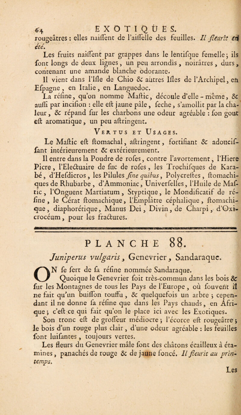 rougeâtres : elles naifTent de l’aiffelle des feuilles. Il fleurit eti été. Les fruits naifTent par grappes dans le lentifque femelle \ ils font longs de deux lignes, un peu arrondis, noirâtres , durs, contenant une amande blanche odorante. Il vient dans Tille de Chio 3c autres Ifles de TArchipel, en Efpagne , en Italie, en Languedoc. La réfine, qu’on nomme Maflic , découle d’elle - même, 3c auflî par incifion : elle efl jaune pâle, feche, s’amollit par la cha¬ leur , 3c répand fur les charbons une odeur agréable : fon goût efl aromatique , un peu allongent. Vertus et Usages. Le Maflic efl flomachal, aflringent, fortifiant 3c adoucif- fant intérieurement 3c extérieurement. Il entre dans la Poudre de rôles, contre l’avortement, l’Hiere Picre, TEleétuaire de fuc de rofes , les Trochifques de Kara- bé, d’Hefdicros, les Pilules fine quibus, Polycrefles, flomachi- ques de Rhubarbe , d’Ammoniac, Univerfelles, l’Huile de Maf¬ tic , l’Onguent Martiatum, Styptique, le Mondificatif de ré- line , le Cérat flomachique, l’Emplâtre céphalique, flomachi- que, diaphorétique, Manus Dei, Divin, de Charpi, d’Oxâ- crocéum, pour les fraétures. PLANCHE 88. . Juniperus vulgaris 3 Genevrier ^ Sandaraquc. ON fe fert de fa réfine nommée Sandaraque. Quoique le Genevrier foit très-commun dans les bois 3c fur les Montagnes de tous les Pays de l’Europe , où fouvent il ne fait quhin buiffon touffu , 3c quelquefois un arbre ; cepen¬ dant il ne donne fa réfine que dans les Pays chauds, en Afri¬ que -, c’efl ce qui fait qu’on le place ici avec les Exotiques. Son tronc efl de groffeur médiocre \ l’écorce efl rougeâtre le bois d’un rouge plus clair , d’une odeur agréable : les feuilles font luifantes, toujours vertes. Les fleurs du Genevrier mâle font des châtons écailleux à éta¬ mines , panachés de rouge 3c de jaune foncé. Il fleurit au prin¬ temps. Les