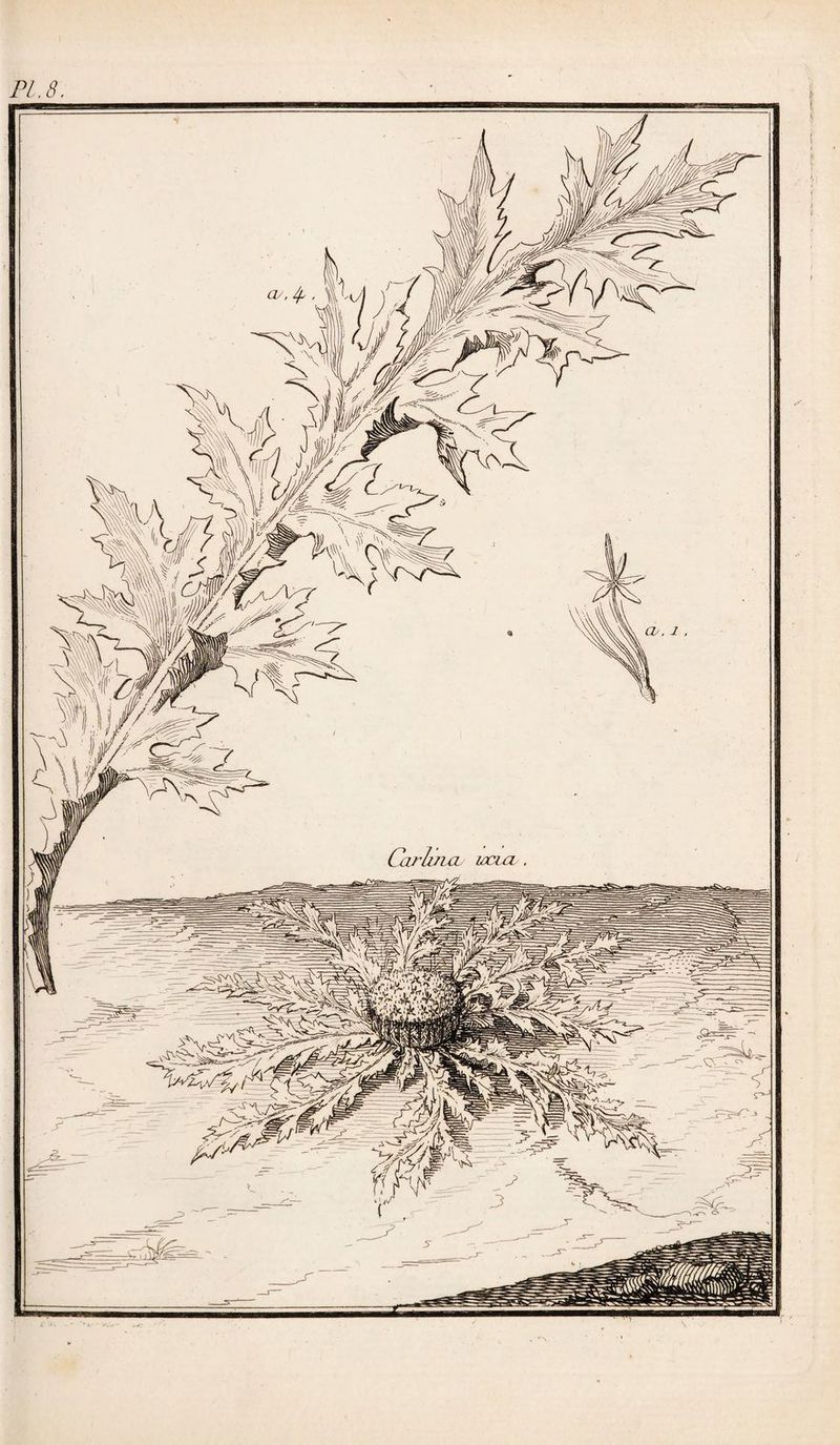 PL. 8 — Cajluia IV N 'A