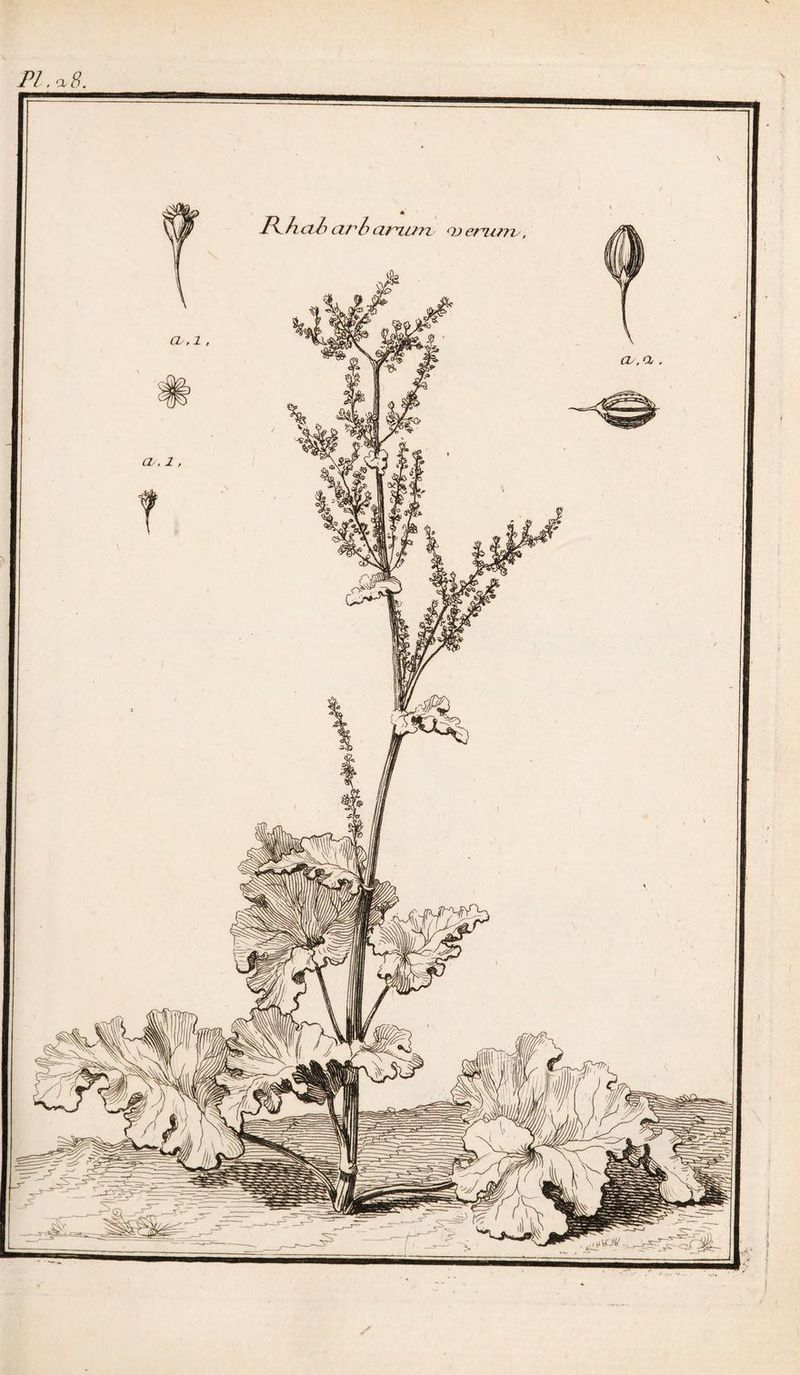 PI. a. 8.