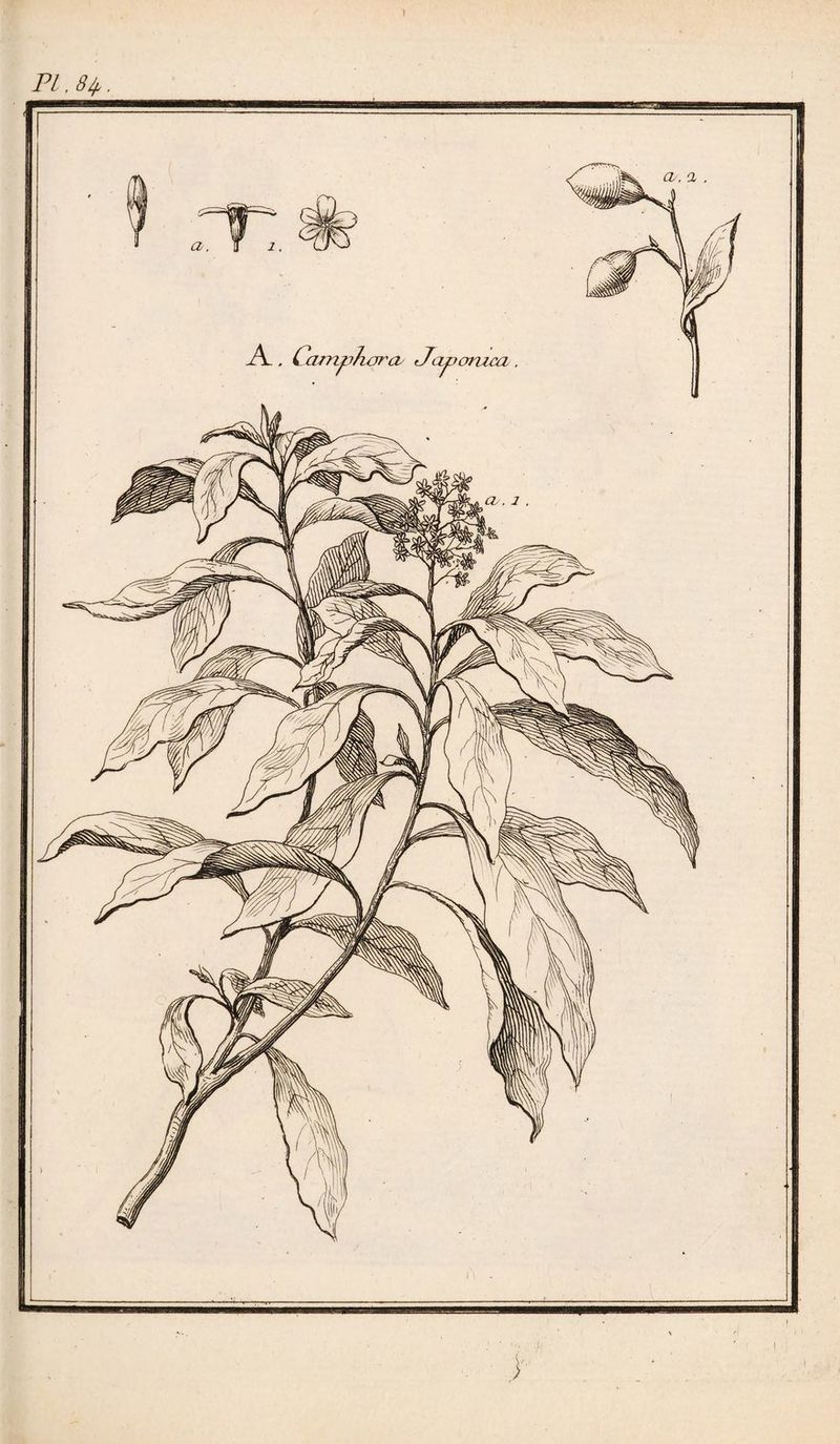 PI. 8à.