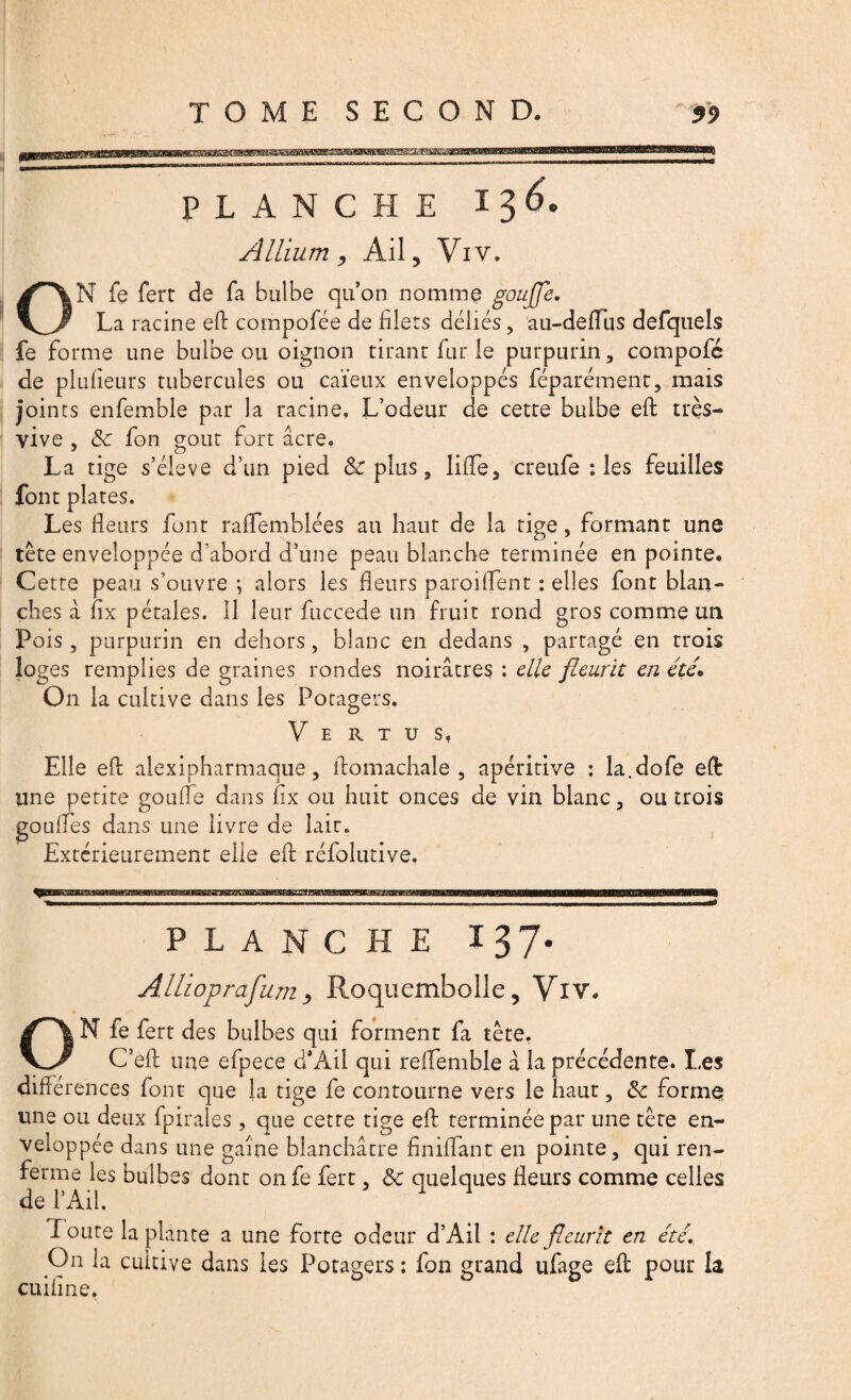 PLANCHE 136. ÂIlium , Ail, Viv. ON fe fert de fa bulbe qu’on nomme gouffe. La racine eft compofée de filets déliés, au-deffus defquels fe forme une bulbe ou oignon tirant fur le purpurin, compofé de plufieurs tubercules ou caïeux enveloppés féparément, mais joints enfemble par la racine, L’odeur de cette bulbe eft très- vive , ôc fon goût fort âcre, La tige s’élève d’un pied & plus, liffe, creufe : les feuilles font plates. Les fleurs font raflfemblées au haut de la tige, formant une tète enveloppée d'abord d’une peau blanche terminée en pointe. Cette peau s’ouvre ; alors les fleurs paroi (Lent : elles font blan¬ ches à fix pétales. 11 leur fuccede un fruit rond gros comme un Pois , purpurin en dehors , blanc en dedans , partagé en trois loges remplies de graines rondes noirâtres : elle fleurit en été» On la cultive dans les Potagers. Vertus, Elle eft alexipharmaque, ftomachale , apéritive : la.dofe eft line petite goufle dans fix ou huit onces de vin blanc, ou trois goufles dans une livre de lait. Extérieurement elle eft réfolutive, mm PLANCHE 137. Allioprafum, Roquembolle, Viv. ON fe fert des bulbes qui forment fa tète. C’eft une efpece d*Ail qui reflfemble â la précédente. Les différences font que la tige fe contourne vers le haut, & forme une ou deux fpirales, que cette tige eft terminée par une tète en¬ veloppée dans une gaine blanchâtre finiflant en pointe, qui ren¬ ferme les bulbes dont on fe fert, & quelques fleurs comme celles de l’Ail. 1 1 loute la plante a une forte odeur d’Ail : elle fleurit en été. On la cultive dans les Potagers : fon grand ufage eft pour la cuifine.