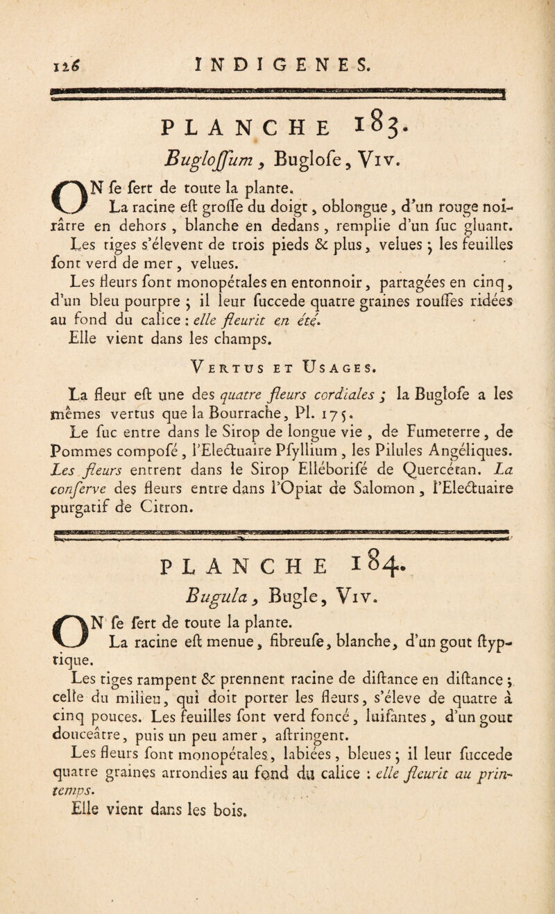 PLANCHE 183. Buglojfum } Buglofe? Viv. ON fe fert de route la plante. La racine eft grolTe du doigt , oblongue, d’un rouge noi¬ râtre en dehors , blanche en dedans, remplie d’un fuc gluant. Les tiges s’élèvent de trois pieds 3c plus , velues ; les feuilles font verd de mer , velues. Les Heurs font monopétales en entonnoir, partagées en cinq, d5un bleu pourpre ; il leur fuccede quatre graines rouflfes ridées au fond du calice ; elle fleurit en été. Elle vient dans les champs. Vertus et Usages. La fleur eft une des quatre fleurs cordiales ; la Bugtofe a les memes vertus que la Bourrache, PI. 175. Le fuc entre dans le Sirop de longue vie , de Fumeterre, de Pommes compofé , FEleétuaire Pfyllium , les Pilules Angéliques. Les fleurs entrent dans le Sirop Elléborifé de Quercéfan. La conferve des Heurs entre dans l’Opiat de Salomon, î’Eleéhiaire purgatif de Citron. planche 184. Bugula y Bugle, Viv. ON fe fert de toute la plante. La racine eft menue, fibreufe, blanche, d’un goût ftyp- tique. Les tiges rampent 3c prennent racine de diftance en diftance ; celle du milieu, qui doit porter les fleurs, s’élève de quatre à cinq pouces. Les feuilles font verd foncé, luifantes, d’ungouc douceâtre, puis un peu amer , aftringent. Les fleurs font monopétales, labiées, bleues; il leur fuccede quatre graines arrondies au fond du calice ; elle fleurit au prin¬ temps. Elle vient dans les bois.