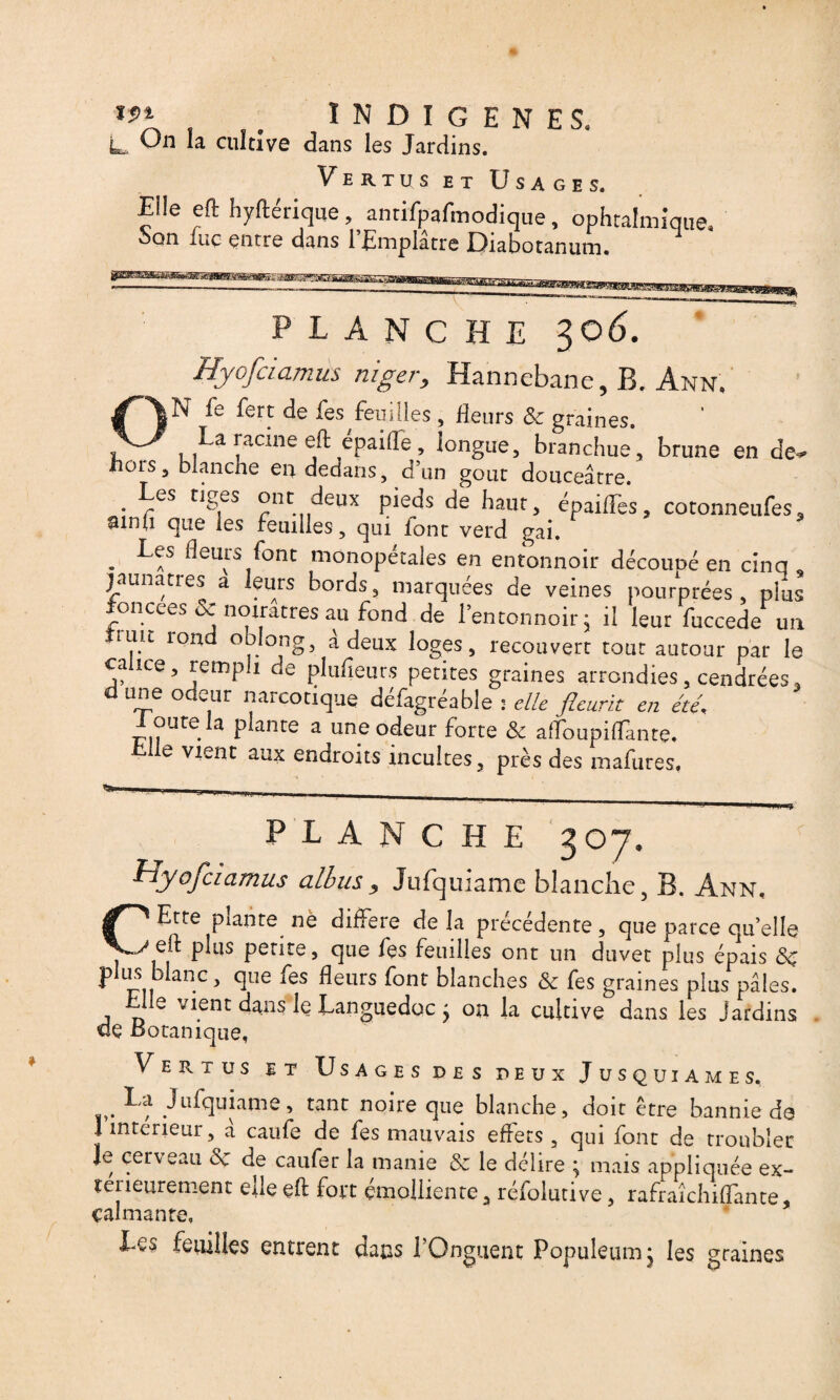 *** , , . INDIGENES. L, U cultive dans les Jardins. Vertus et Usages. Elle eft hyftérique , antifpafmodique, ophtalmique Son inc entre dans l’Emplâtre Diabotanum. PLANCHE 30 6. Hyofaamus niger, Hannebane, B. Ann. ON fe fert de fes feuilles, fleurs & graines. La racine eft épaifle, longue, branchue, brune en de^ Hors, blanche en dedans, d’un goût douceâtre. • ^es ont, deux pieds de haut, épailfes, cotonneufes, ainlî que les feuilles , qui font verd gai. . ^euvrs/ont monopetales en entonnoir découoé en cinq jaunâtres a leurs bords, marquées de veines pourprées, pibs foncées Ôc noirâtres au fond de l’entonnoir 3 il leur fuccede un ru.it loru* °~7° ng>. a deux loges, recouvert tout autour par le calice, rempli de plufleurs petites graines arrondies, cendrées, d une odeur narcotique défagréable : elle fleurit en été., I outela plante a une odeur forte & a (Toupillante. • le Vlent aux endroits incultes, près des mafures, PLANCHE 307, Hyofciamus albus> Jufquiame blanche, B. Ann, CEtte plante ne différé de la précédente, que parce qu’elle elt plus petite, que fes feuilles ont un duvet plus épais <Sc p!us blanc, que fes fleurs font blanches & fes graines plus pâles. Elle vient dans Iç Languedoc 5 ou la cultive dans les jardins de Botanique, Vertus et Usages des deux Jusquiames, La Jufquiame, tant noire que blanche, doit être bannie de 1 intérieur, à caufe de fes mauvais effets , qui font de troubler Je cerveau &c de caufer la manie & le délire ; mais appliquée ex¬ térieurement elle eft fort émolliente, réfolutive, rafraîchiffante, calmante. Les feuilles entrent dans l’Onguent Populeumj les graines