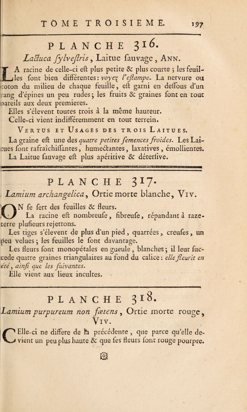 ,(Sm PLANCHE 3I<M Lacluca JylveJlris , Laitue fauvage , Ann. LA racine de celle-ci eft plus petite 8c plus courte ; les feuil¬ les font bien différentes : voye^ F eflampe. La nervure ou ::oton du milieu de chaque feuille, effc garni en deffous d’un ;ang d’épines un peu rudes ; les fruits 8c graines font en tout [pareils aux deux premières. Elles s’élèvent toutes trois à la même hauteur. Celle-ci vient indifféremment en tout terrein. Vertus et Usages des trois Laitues. La graine eft une des quatre petites femences froides. Les Lai- aies font rafraichiffantes, humectantes, laxatives , émollientes. La Laitue fauvage eft plus apéritive 8c déterfive. PLANCHE 317* Lamium archangelïca, Ortie morte blanche, Viv. ON fe fert des feuilles 8c heurs. La racine eft nombreufe, hbreufe, répandant à raze* terre pluheurs rejettons. Les tiges s’élèvent de plus d un pied , quarrées , creufes, un peu velues ; les feuilles le font davantage. Les heurs font monopétales en gueule , blanches ; il leur fuc« cede quatre graines triangulaires au fond du calice : elle fleurit en été, ainfi que les fuivantes. Elle vient aux lieux incultes. PLANCHE 318. Lamium purpureum non fætens, Ortie morte rou^e, VlY. CElle-ci ne différé de fa précédente , que parce qu’elle de¬ vient un peu plus haute 8c que fes Heurs font rouge pourpre.