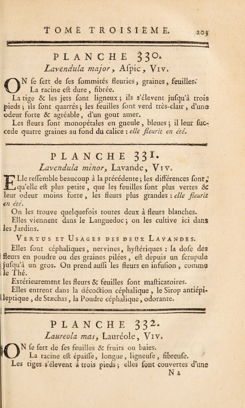 PLANCHE 330, Lavendula major, Aipic^ Viv. ON fe fert de fes fommités fleuries * graines , feuillet La racine efl dure , fibrée. La tige 8c les jets font ligneux ; ils s’élèvent jufqu’à troiâ pieds -, ils font quarrés y les feuilles font verd très-clair * dsun@ odeur forte 8c agréable, d’un goût amer. Les fleurs font monopétales en gueule, bleues 5 il leur fuc- cede quatre graines au fond du calice : elle fleurît en été. PLANCHE 331* Lavendula minor^ Lavande, V1W Lie reiïemble beaucoup à la précédente *, les différences font* qu’elle efl plus petite , que les feuilles font plus vertes 8C leur odeur moins forte , les fleurs plus grandes : elle fleurit en été» On les trouve quelquefois toutes deux à fleurs blanches. Elles viennent dans le Languedoc y on les cultive ici d les Jardins. Vertus et Usages des deux Lavandes. Elles font céphaliques, nervines, hyftériques : la dofe des fleurs en poudre ou des graines pilées , eft depuis un fcrupuîe jufqu’à un gros. On prend aufîi les fleurs en infuflon, comme le Thé. Extérieurement les fleurs 8c feuilles font tnaflicatoires. Elles entrent dans la décoélion céphalique , le Sirop antiépL Jeptique , de Stæchas, la Poudre céphalique, odorante. Bn PLANCHE 3 32* Laureola mas5 Lauréole, Viv» N fe fert de fes feuilles 8c fruits ou baies. La racine efl épaiffe, longue, ligneufe, fîbreufe. Les tiges s’élèvent à trois pieds, elles font couvertes dhtne N % 10 /