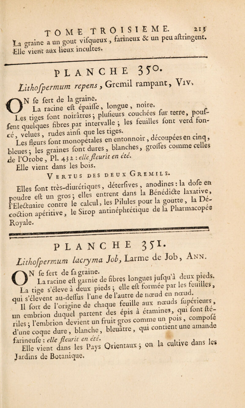 TOME TROISIEME. 21 ? ta graine a un goût vifqueux, farineux & un peu aftnngent. •Elle°vieat aux lieux incultes. planche 3T°- Lithofpermum repens , Gremil rampant, Viv, N fe fett de la graine. à La racine eft épaifle, longue, noire» Les tioes font noirâtres; plulleurs couchées fur terre pouf¬ fent quelque fibres par intervalle ; les feuilles font verd fon- ré velues. rudes ainli que les tiges» ., , Les fleurs font monopétales en entonnoir , decoupees en cinq. bleues; les graines font dures, blanches, greffes comme celles de l’Orobe * PL 45 * : die fleurit en ete* Elle vient dans les bois. Vertus des deux Gremil s. Elles font très-diurétiques, déterfives anodines: la dofeen nmiflre eft un <n-os; elles entrent dans la Benedide laxative, KiLre comte le calcul. te PWf.P°« £ coétion apéritive, le Sirop antinephretique de la 1 harmacopee Royale. planche gyi. Lithofpermum lacryma Job, Larme de Job, Ann. 0N La radne^ft garnie de fibres longues jufqu'J deux pieds. La r£Xeà leux pieds ; elle eft formée par les feuilles, qui s’élèvent ati-deffus l’une de l’autre de nœud ‘f 1 ; Il fort de l’origine de chaque feuille aux '^uds pcr e un embrion duquel partent des épis a etammes, qui le, un fruit gtoe comme un Po,s, compote S coque dure, blanche,, Membre. qui comte», «ne amande farineufe ; elle fleurit en ete. oildve dans les Elle vient dans les Pays Orientaux j on la cultive aans Jardins de Botanique,