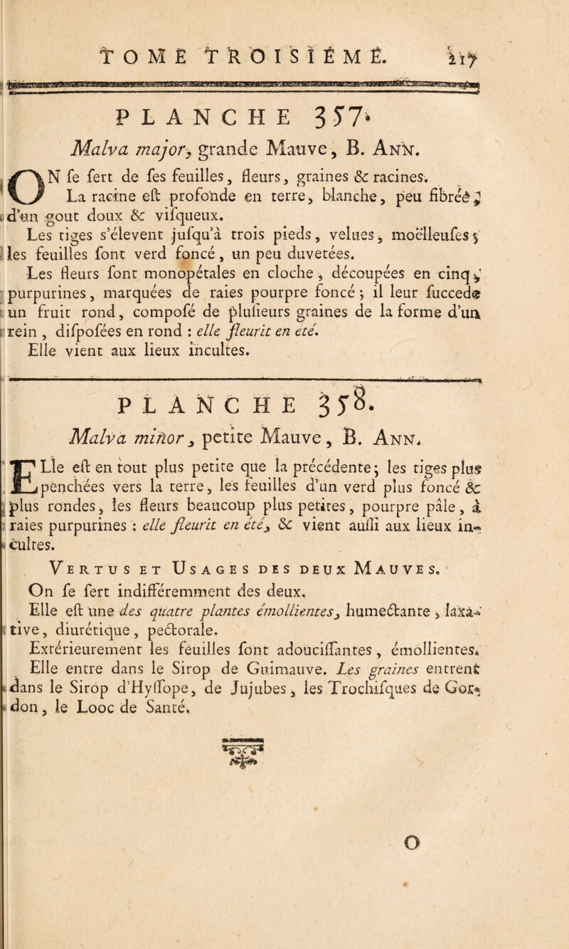 ïif PLANCHE 357* Malva major, grande Mauve, B. Anîst. N fe fert de fes feuilles, fleurs, graines & racines. La racine elt profonde en terre, blanche, peu fibréê . d’en goût doux & vifqueux. Les tiges s’élèvent jufqu’à trois pieds, velues, moclleufes$ les feuilles font verd foncé, un peu duvetées. Les fleurs font monopétales en cloche , découpées en cinq y purpurines, marquées de raies pourpre foncé *, il leur fucced® un fruit rond, compofé de plulieurs graines de la forme d’ua î rein , difpofées en rond : elle fleurit en été. Elie vient aux lieux incultes. ... —.. ■ ... ..*' 1 .... Malva minorpetite Mauve, B. Ann, Lie eft en tout plus petite que la précédente; les tiges plus pênchëes vers la terre, les feuilles d’un verd plus foncé Bc jplus rondes, les fleurs beaucoup plus petites, pourpre paie, à raies purpurines : elle fleurit en été* de vient auïli aux lieux in« • cultes. Vertus et Usages des deux Mauve s. On fe fert indifféremment des deux. Elle eft une des quatre plantes émollientes ■> humectante , laxa¬ tive , diurétique, peétorale. Extérieurement les feuilles font adoüciffantes, émollientes. Elle entre dans le Sirop de Guimauve. Les graines encrent ‘dans le Sirop d’Hyflope, de Jujubes, les Trochifques de Go£* don, le Looc de Santé. O r*