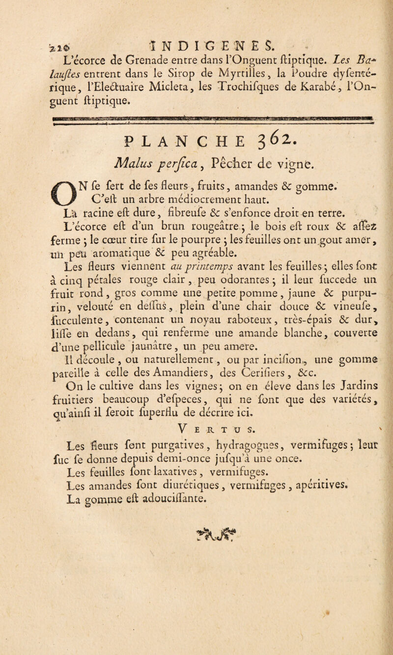 a-i6 î N D ï G E fN ES. . L’écorce de Grenade entre dans l’Onguent ftiptique. Les Ba* laujles entrent dans le Sirop de Myrtilles, la Poudre dyfenté- rique, l’Eleéhiaire Micleta, les Trochifques deKarabé, l’On¬ guent ftiptique. SR PLANCHE 3^2. Malus perjica , Pêcher de vigne. M fe fert de fes fleurs, fruits, amandes Sc gomme. C'eft un arbre médiocrement haut. Là racine eft dure, fibreufe &c s’enfonce droit-en terre. L’écorce eft d’un brun rougeâtre ; le bois eft roux Sc alfeZ ferme ; le cœur tire fur le pourpre ; les feuilles ont un,goût amer, un peu aromatique & peu agréable. Les fleurs viennent au printemps avant les feuilles ; elles font â cinq pétales rouge clair , peu odorantes ; il leur fuccede un fruit rond, gros comme une petite pomme, jaune 6c purpu¬ rin, velouté en deflüs, plein d’une chair douce Sc vineufe, fucculente, contenant un noyau raboteux, très-épais 6c dur, lifte en dedans, qui renferme une amande blanche, couverte d’une pellicule jaunâtre, un peu amere. Il découle , ou naturellement, ou par inciflon,, pareille à celle des Amandiers, des Cerifiers , &cc On le cultive dans les vignes; on en éleve dans les Jardins fruitiers beaucoup d’efpeces, qui ne font que des variétés, qu’ainft il feroit fuperflu de décrire ici, V E R T U S. une gomme Les fleurs font purgatives, hydragogues, vermifuges; leur fuc fe donne depuis demi-once jufqu’à une once. Les feuilles font laxatives, vermifuges. Les amandes font diurétiques, vermifuges, apéritives. La somme eft adouciflante. O