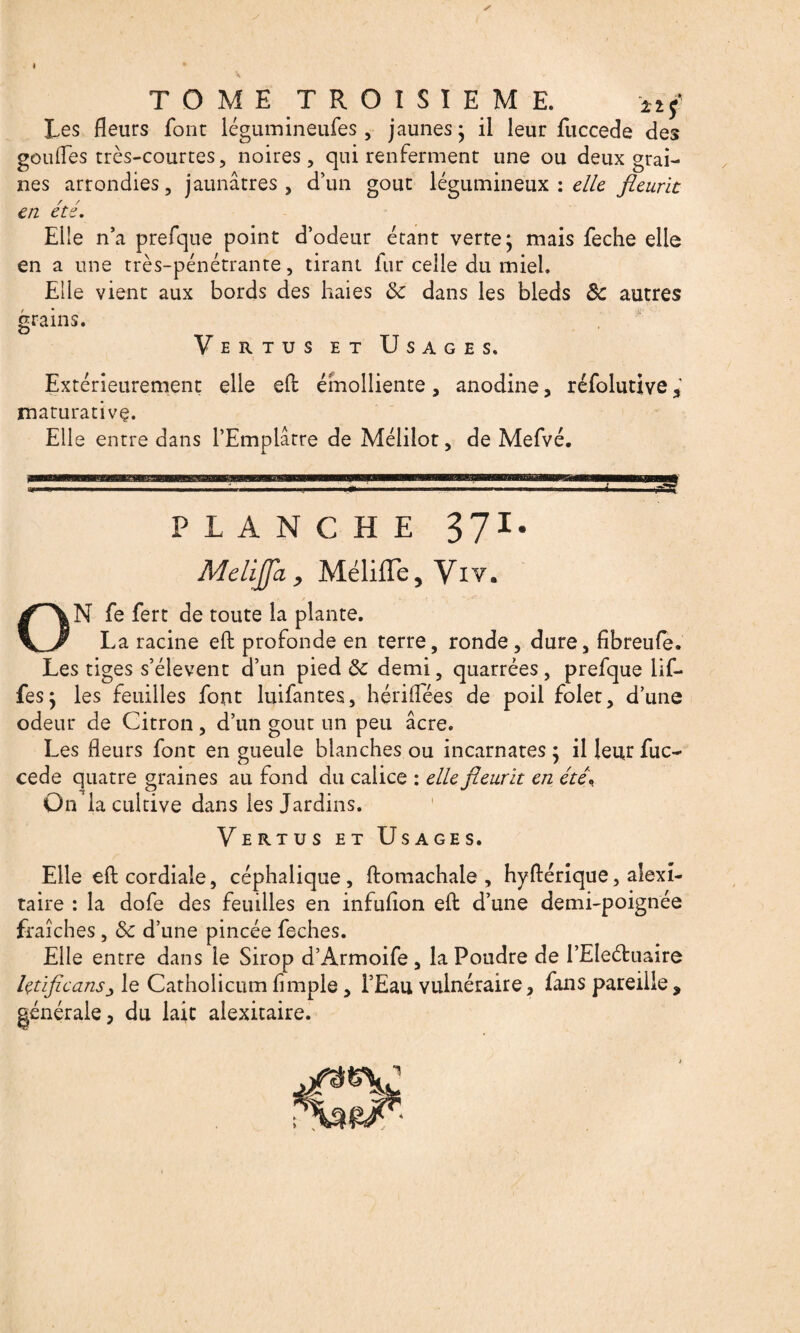 ♦ ✓ TOME TROISIEME, tlf Les fleurs font légumineufes, jaunes* il leur fuccede des goufles très-courtes, noires, qui renferment une ou deux grai¬ nes arrondies, jaunâtres, d’un goût légumineux : elle fleurit en été. Elle n’a prefque point d’odeur étant verte; mais feche elle en a une très-pénétrante, tirant lur celle du miel. Elle vient aux bords des haies 8c dans les bleds 8c autres grains. Vertus et Usages. Extérieurement elle efl: émolliente, anodine, réfolutive, maturativç. Elle entre dans l’Emplâtre de Mélilot, de Mefvé. PLANCHE 371. Melijfa, Mélifle, Vxv. N fe fert de toute la plante. La racine efl profonde en terre, ronde, dure, fibreufe. Les tiges s’élèvent d’un pied 8c demi, quarrées , prefque lif- fes; les feuilles font luifantes, hériflees de poil folet, d’une odeur de Citron, d’un goût un peu âcre. Les fleurs font en gueule blanches ou incarnates ; il leur fuc¬ cede quatre graines au fond du calice : elle fleurit en été« On la cultive dans les Jardins. Vertus et Usages. Elle efl: cordiale, céphalique, ftomachale , hyftérique, alexî- taire : la dofe des feuilles en infuflon efl: d’une demi-poignée fraîches, 8c d’une pincée feches. Elle entre dans le Sirop d’Armoife , la Poudre de l’Eleétuaire Içtificansj le Catholicum Ample, l’Eau vulnéraire, fans pareille, générale, du lait alexitaire. 20 A