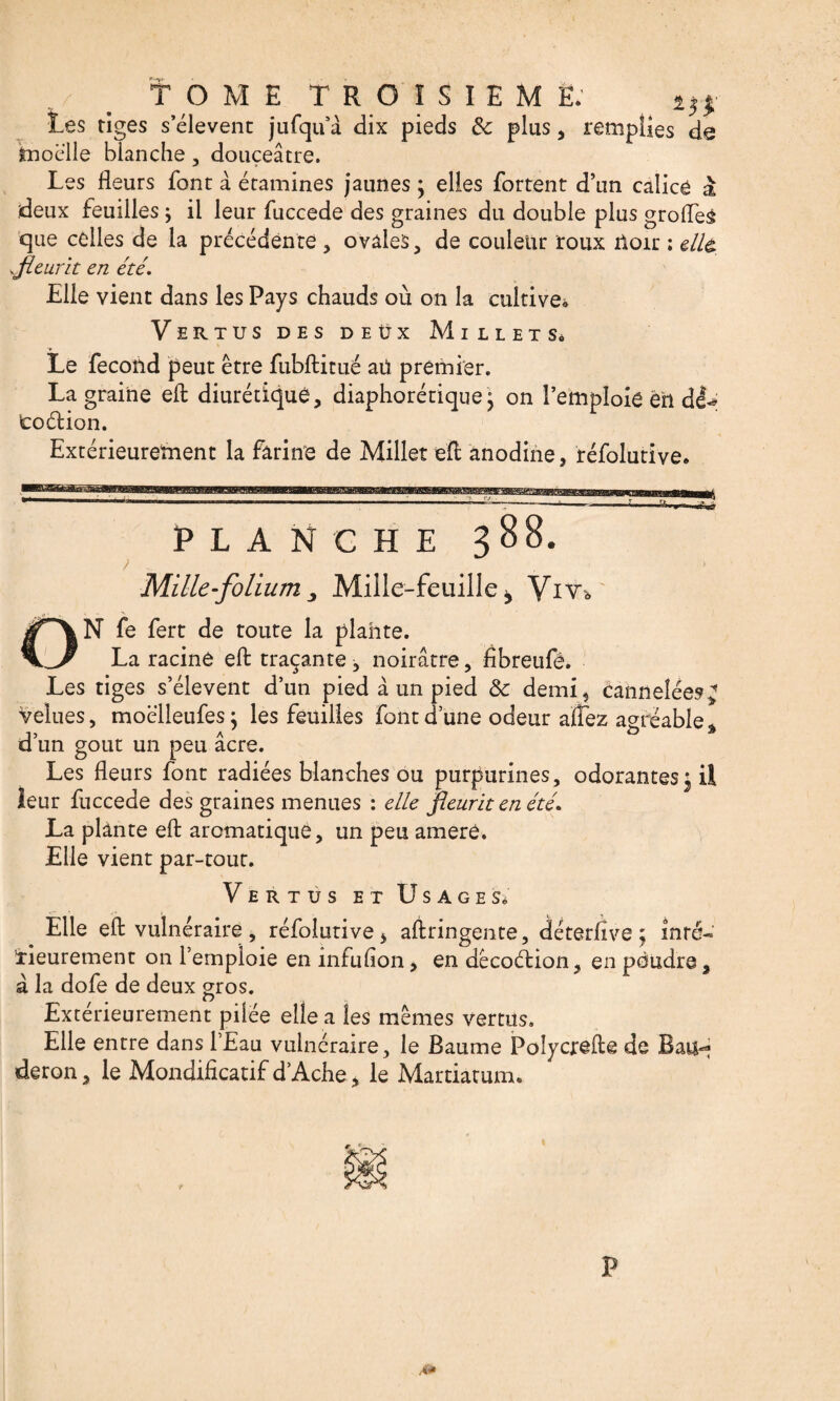 : f ^ TOME TROISIEME. Les tiges s’élèvent jufqu â dix pieds de plus * remplies de tnoélle blanche, douceâtre. Les fleurs font à étamines jaunes ; elles fortent d’un calice a deux feuilles ; il leur fuccede des graines du double plus grofles que celles de la précédente , ovales, de couleur roux itoir : élit ,fleurit en été. Elle vient dans les Pays chauds où on la cultive. Vertus des deux Millet sô '¥ Le fécond peut être fubftitué aü premier. La graine eft diurétique, diaphonique • on l’emploie èil dê^ toélion. Extérieurement la farine de Millet eft anodine, réfolutive. PLANCHE 388. Mille-folium 3 Mille-feuille * Vit* N fe fert de toute la plante. La racine eft traçante, noirâtre, ftbreufê. Les tiges s’élèvent d’un pied à un pied & demi, cannelées velues, moëlleufes; les feuilles font d’une odeur allez agréable ^ d’un goût un peu âcre. Les fleurs font radiées blanches ou purpurines, odorantes3 il leur fuccede des graines menues : elle fleurît en été. La plante eft aromatique, un peu ameré. Elle vient par-tout. Vertus et Usages* Elle eft vulnéraire j réfolutive > aftringente, déterfive ; inré-' !rieurement on l’emploie en infufion, en dêcoétion, en poudre, â la dofe de deux gros. Extérieurement pilée elle a les mêmes vertus. Elle entre dans l’Eau vulnéraire, le Baume Polycrefte de Bau^ deron, le Mondificatif d’Ache, le Martiatum. F À*