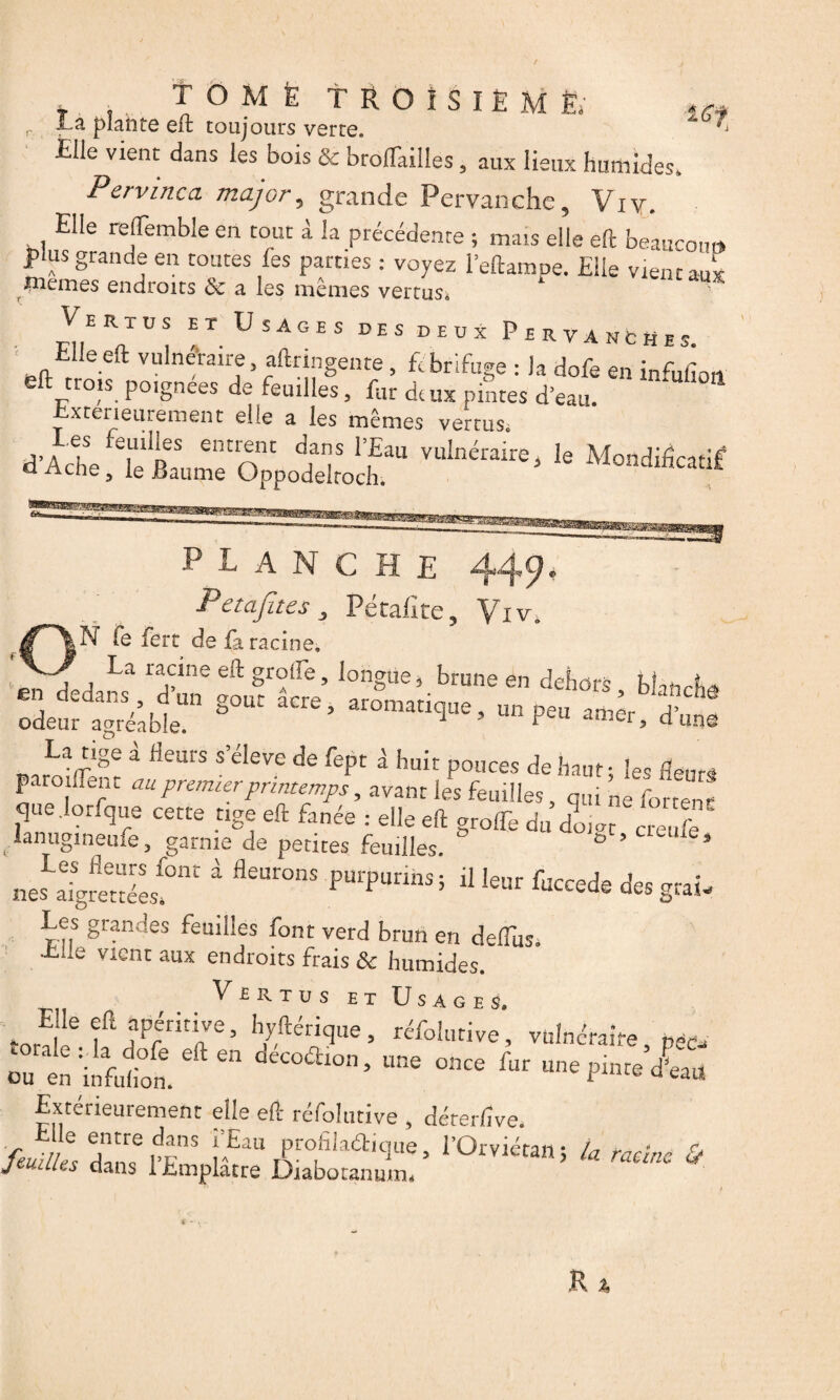 r. La plahte eft toujours verre. £lle vient dans les bois & broffailles , aux lieux humides Pervinca major, grande Pervanche, Viv. Elle reffemble en tout à la précédente ; mats elle eft beaucoup plus grande en toutes fes pâmes : voyez l’eftampe. Elle vient aux ^cmes endroits de a les memes vertus* VeRxüs et Usages des deux Pervancmes. Elle eft vulnéraire aftringente , fébrifuge : la dofe en inftifin,, eft trois poignées de feuilles, fur de ux pintes d’eau, -extérieurement elle a les mêmes vertus. j,A ejS e.uilJfs entrent c!ans l’Lau vulnéraire3 le Mondificitif d Ache 3 le Baume Oppodelroch. ^ondiiicatifc planche 449* PciCijii.es 3 Petaiite5 'Vrjv6 ON fe fert de fa racine. La racine eft groife, longue 5 brune en dehors Ui * l en dedans d un goût âcre, aromatique , unbtuZer f- La tige à fleurs s’élève de fept d huit pouces de haut • les fleurs paroilTent au premierprintemps, avant les feuilles, qui ne fortes que.lorfque cette tige eft fanée : elle eft greffe du do,at cre J lanugineufe, garnie de petites feuilles. ° ’ 9 Les fleurs font d fleurons purpurins; il leur fuccede des mai. nés aigrettées» Qes Les grandes feuilles font verd brun en deffusi •Lixc vient aux endroits frais de humides. VtRTus et Usages. Elle eft apéritive, hyftérique, réfolutive’, vulnéraire d&oa“- - — Extérieurement elle eft réfolutive , déterflve. fc„c ro™* * «■*» «