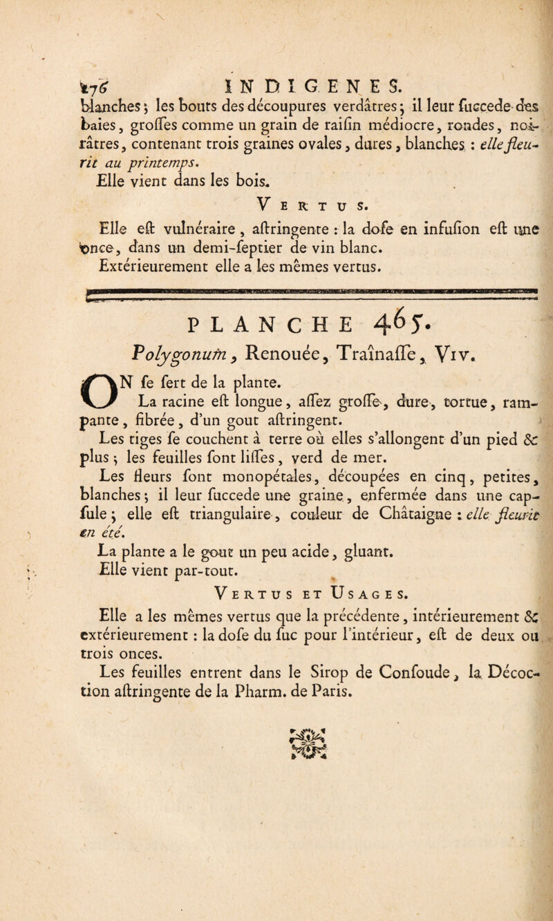 *7* IN n î. GENE S. . blanches; les bouts des découpures verdâtres; il leur fuccede des baies, groftes comme un grain de raifin médiocre, rondes, noi¬ râtres, contenant trois graines ovales, dures, blanches : ellefteu~ rit au printemps. Elle vient dans les bois. Vertus. Elle eft vulnéraire , aftringente : la dofe en infufion eft une t>nce, dans un demi-feptier de vin blanc. Extérieurement elle a les mêmes vertus. £ PLANCHE 465”. Pofygonum, Renouée, Traînaflfe, Viv. ON fe fert de la plante. La racine eft longue, aftez groftè-, dure, tortue, ram¬ pante , fibrée, d’un goût aftringent. Les tiges fe couchent à terre où elles s’allongent d’un pied 8c plus ; les feuilles font liftes , verd de mer. Les Heurs font monopétales, découpées en cinq, petites, blanches; il leur fuccede une graine, enfermée dans une cap- fule ; elle eft triangulaire, couleur de Châtaigne ; elle fleurit en été. La plante a le goût un peu acide, gluant. Elle vient par-tout. Vertus et Usages. Elle a les mêmes vertus que la précédente, intérieurement 8c extérieurement : la dofe du fuc pour l’intérieur, eft de deux ou trois onces. Les feuilles entrent dans le Sirop de Confoude, la Décoc¬ tion aftringente de la Pharm. de Paris.