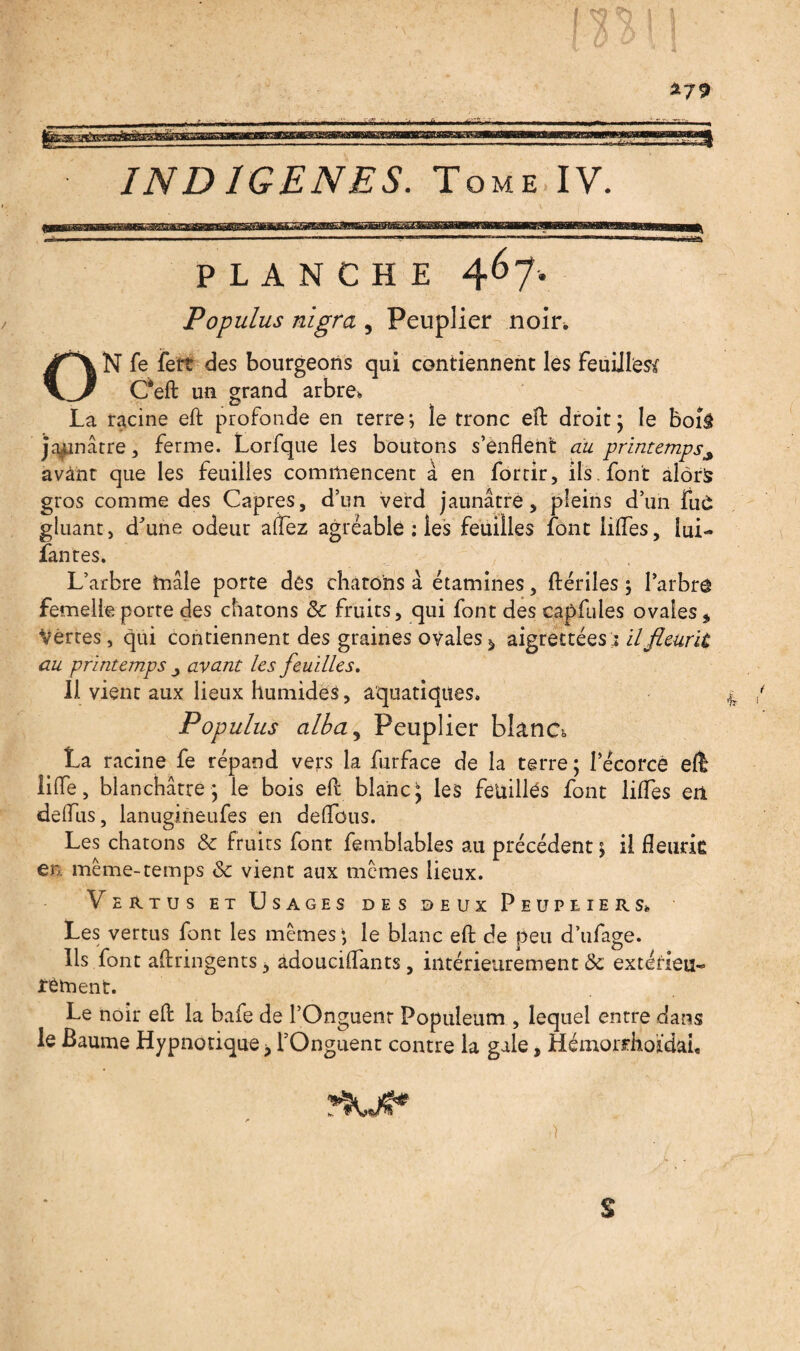 IND 1GENES. Tome IV. PLANCHE 467. Populus nigra , Peuplier noir. ON fe fert des bourgeons qui contiennent les feuilles C*eft un grand arbre. La racine efl: profonde en terre; le tronc eft droit; le boîâ jaunâtre, ferme. Lorfque les boutons s’enflent au printemps^ avânt que les feuilles commencent à en fortir, ils . font alors gros comme des Câpres, d’un verd jaunâtre, pleins d’un fu£ gluant, d'une odeur allez agréable : les feuilles font lifles, lui- fautes. ; \ L’arbre tnâle porte des chatons â étamines, ftériles ; Parbrô femelle porte des chatons Sc fruits, qui font des capfules ovales. Vertes, qui contiennent des graines ovales^ aigrettéesr il fleurit au printemps avant les feuilles. Il vient aux lieux humides, aquatiques. Populus cilba^ Peuplier blanc*. La racine fe répand vers la furface de la terre ; l’écorce ed üfle, blanchâtre; le bois eft blanc; les feuilles font Mes en deflus, lanugineufes en deflbus. Les chatons & fruits font femblables au précédent ; il fleurie en, même-temps & vient aux memes lieux. Vertus et Usages des deux Peupliers. Les vertus font les mêmes; le blanc efl: de peu d’ufage. Ils font aftringents, adouciflfants, intérieurement & extérieu¬ rement. Le noir efl: la bafe de l’Onguent Populeum , lequel entre dans le Baume Hypnotique > l’Onguent contre la gale, Hémorrhoidai, 4 s