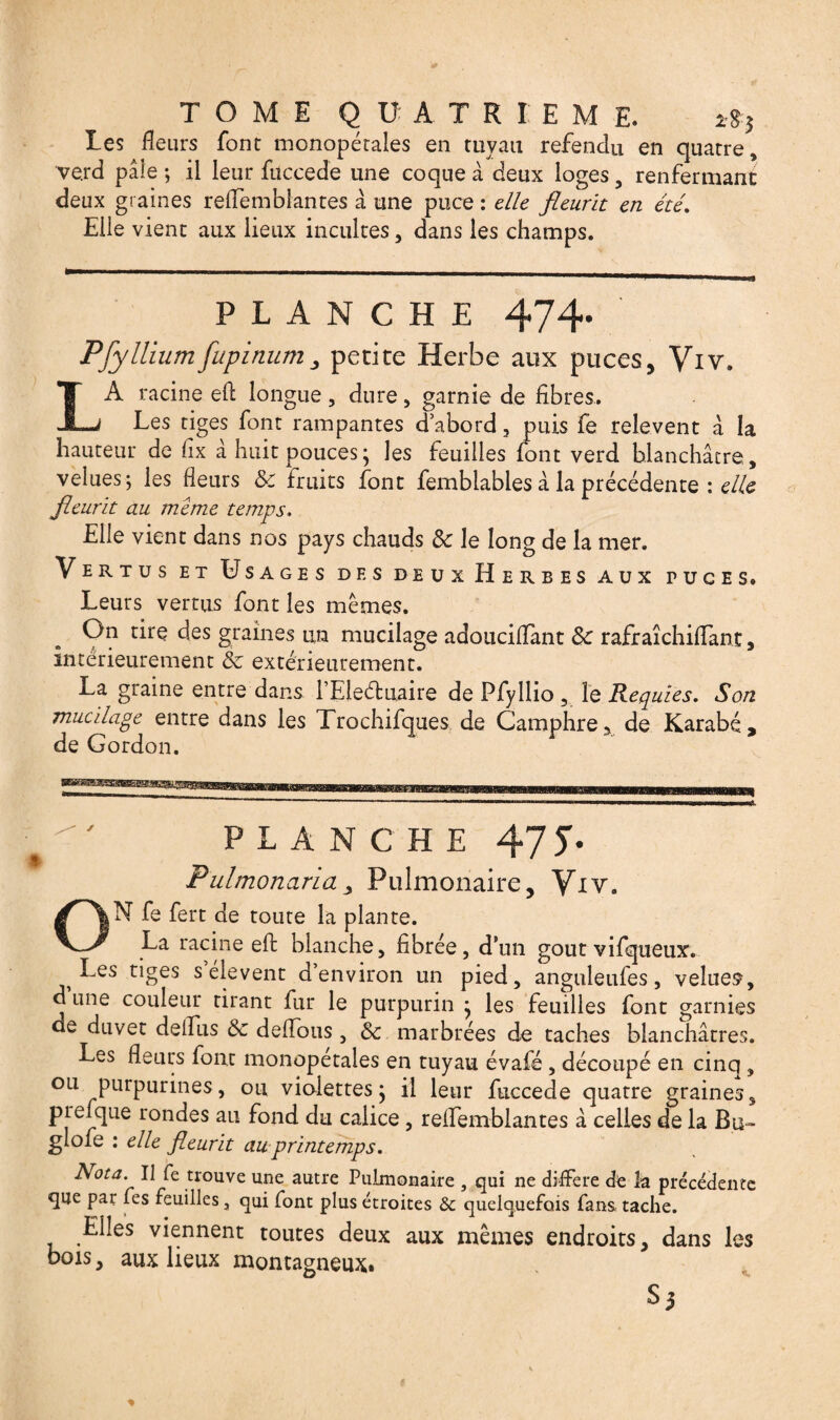 les fleurs font monopétales en tuyau refendu en quatre, ve.rd pâle ; il leur fuccede une coque â deux loges 5 renfermant deux graines reflemblantes à une puce : elle fleurit en été. Elle vient aux lieux incultes, dans les champs. PLANCHE 474- P [y Ilium fupinum 3 petite Herbe aux puces, Viv. LA racine eft longue, dure, garnie de fibres. Les tiges font rampantes d’abord, puis fe relevent â la hauteur de fix à huit pouces; les feuilles font verd blanchâtre, velues; les fleurs & fruits font femblabies à la précédente : elle fleurit au meme temps. Elle vient dans nos pays chauds 8c le long de la mer. Vertus et Usages des deux Herbes aux puces. Leurs vertus font les mêmes. On tire des graines un mucilage adouciflant 8c rafraîchiflant, intérieurement 8c extérieurement. La graine entre dans i’Eleétuaire de Pfyllio , le Requies. Son mucilage entre dans les Trochifques de Camphre,, de Karabé, de Gordon. PLANCHE 47 J. Pulmonariay Pulmonaire, Yiv, ON fe fert de toute la plante. La racine eft: blanche, fibrée, d’un goût vi Aqueux. Les tiges s’élèvent d’environ un pied, anguleufes, velues, d une couleur tirant fur le purpurin ; les feuilles font garnies de duvet deflus 8c défions, 8c marbrées de taches blanchâtres. Les fleurs fout monopetales en tuyau évafé , découpé en cinq , ou purpurines, ou violettes; il leur fuccede quatre graines, piefque rondes au fond du calice, reflemblantes â celles de la Bu- glofe : elle fleurit au printemps. Nota. Il fe trouve une autre Pulmonaire , qui ne différé de la précédente que par les feuilles, qui font plus étroites &c quelquefois fans tache. Elles viennent toutes deux aux mêmes endroits, dans les bois, aux lieux montagneux» LJ