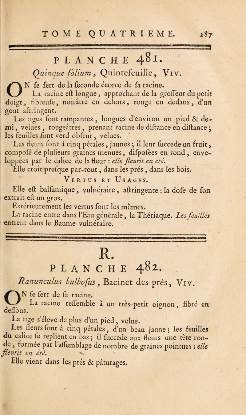 Qui tique-folium , Quintefeuille, Viv. ON fe fert de la fécondé écorce de fa racine. La racine eft longue , approchant de la grofleur du petic doigt, fibreufe, noirâtre en dehors, rouge en dedans, d’un goût aftringent. Les tiges font rampantes , longues d’environ un pied 8c de¬ mi , velues, rougeâtres, prenant racine de diftance en diftance j les feuilles font verd obfcur , velues. Les fleurs font à cinq pétales, jaunes ; il leur fuccede un fruit, compofé de pliifleurs graines menues, difpofées en rond, enve¬ loppées par le calice de la fleur : elle fleurit en été. Elle croît prefque par-tout, dans les prés , dans les bois. Vertus et Usages. Elle eft balfamique, vulnéraire, aftringente : la dofe de fon extrait eft un gros. Extérieurement les vertus font les mêmes. La racine entre dans l’Eau générale, la Thériaque. Les feuilles entrent dans le Baume vulnéraire. f PLANCHE 482. Ranunculus bulbofus_, Bacinet des prés, Viv. ON fe fert de fa racine. La racine reffemble à un très-petit oignon, fibré en deflous. * & 5 La tige s’élève de plus d’un pied , velue. Les fleurs font à cinq pétales, d’un beau jaune; les feuilles du calice fe replient en bas • il fuccede aux fleurs une tête ron¬ de , formée par 1 aflemblage de nombre de graines pointues : elle fleurit en été. v Elle vient dans les prés 8c pâturages.