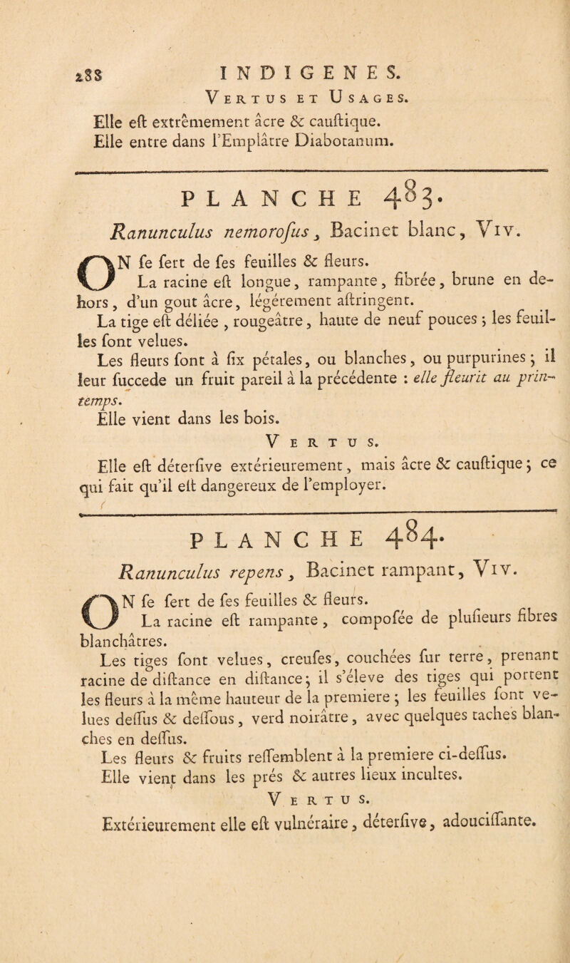 Vertus et Usages. Elle eft extrêmement âcre 8c cauftique. Elle entre dans l’Emplâtre Diabocanum. PLANCHE 403. Ranunculus nemorofus} Bacinet blanc, Viv. ON fe fert de Tes feuilles 8c Heurs. La racine eft longue , rampante, fibrée, brune en de¬ hors 5 d’un goût âcre, légèrement allongent. La tige eft déliée , rougeâtre, haute de neuf pouces ; les feuil¬ les font velues. Les fleurs font â ftx pétales, ou blanches, ou purpurines ; il leur fuccede un fruit pareil à la précédente : elle fleurit au prin¬ temps. Elle vient dans les bois. V E R t u s. Elle eft déterftve extérieurement, mais âcre 8c cauftique ; ce qui fait qu’il eft dangereux de l’employer. (_____ t PLANCHE 484* Ranunculus repens y Bacinet rampant, Viv. N fe fert de fes feuilles 8c fleurs. La racine eft rampante , compofée de plusieurs flores blanchâtres. Les tiges font velues, creufes, couchées fur terre, prenant racine de diftance en diftancej il s’élève des tiges qui^portent les fleurs â la même hauteur de la première } les feuilles font ve¬ lues defliis 8c deflous, verd noirâtre, avec quelques taches blan¬ ches en defliis. Les fleurs 8c fruits reflemblent â la première ci-defliis. Elle vient dans les prés 8c autres lieux incultes. V E r t u s. Extérieurement elle eft vulnéraire, deterfiv®, adouciflante.