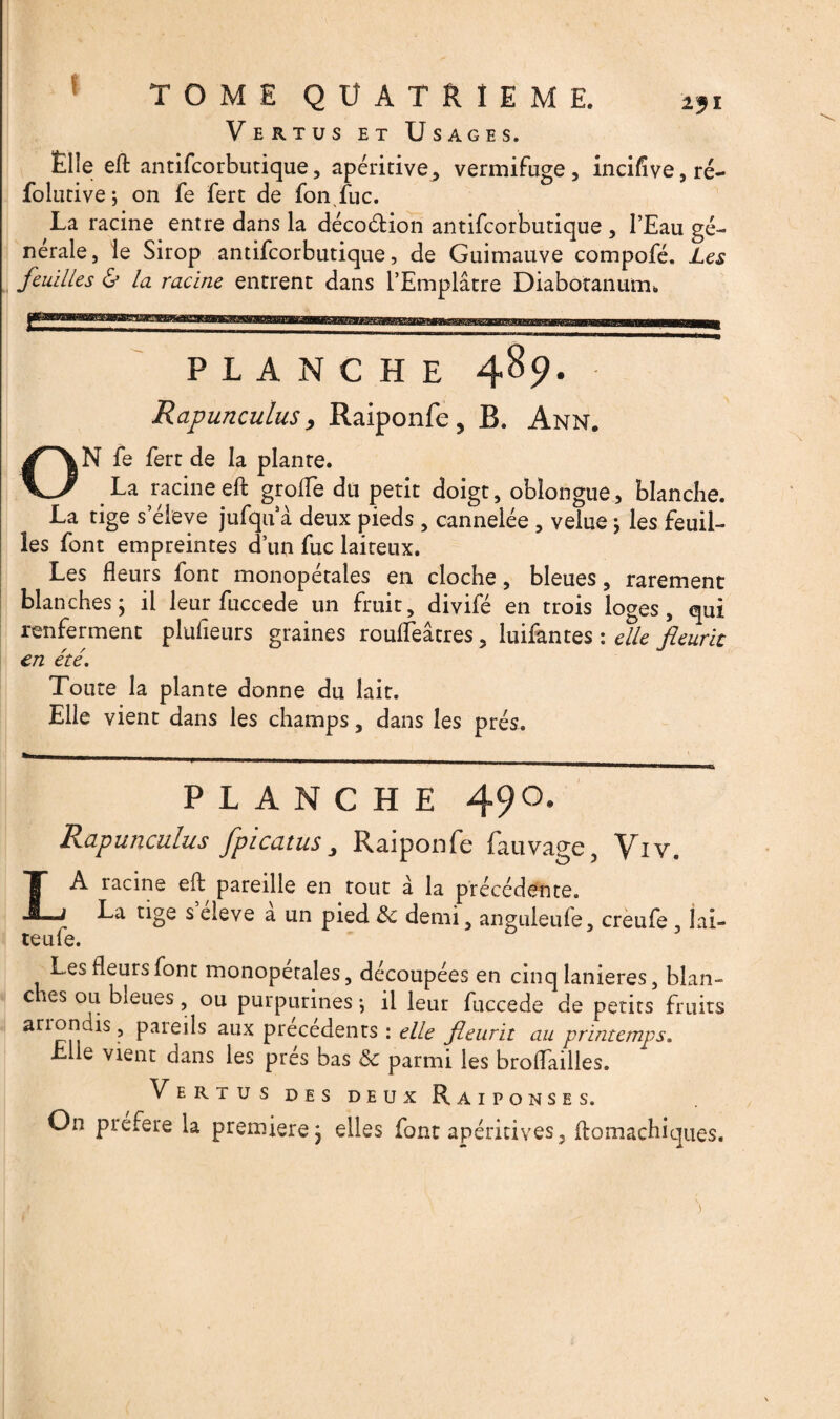 Vertus et Usages. Elle eft antifcorbutique, apéritive, vermifuge, incifive,ré- folutive ; on fe fert de fonfuc. La racine entre dans la décoéfion antifcorbutique , l’Eau gé¬ nérale, le Sirop antifcorbutique, de Guimauve compofé. Les feuilles & la racine entrent dans l’Emplâtre Diabotanum* PLANCHE 489. Rapunculus, Raiponfe, B. Ann. ON fe fert de la plante. La racine eft groiïe dû petit doigt, oblongue, blanche. La tige s’élève jufqu a deux pieds , cannelée , velue ; les feuil¬ les font empreintes d’un fuc laiteux. Les fleurs font monopétales en cloche, bleues, rarement blanches; il leur fuccede un fruit, divifé en trois loges, qui renferment plufieurs graines roufleâtres, luifantes : elle fleurit en été. Toute la plante donne du lait. Elle vient dans les champs, dans les prés. PLANCHE 490. Rapunculus fpicatus Raiponfe fauvage, Viv. LA racine eft pareille en tout à la précédente. La tige s eleve a un pied demi, anguieuie, creufe , lai¬ te ufe. Les fleurs font monopétales, découpées en cinq lanières, blan- c les ou bleues , ou purpurines •, il leur fuccede de petits fruits arrondis, pareils aux précédents : elle fleurit au printemps. Elle vient dans les prés bas Sc parmi les broflailles. Vertus des deux Raiponses. On préféré la première; elles font apérkives, ftomachiques. )