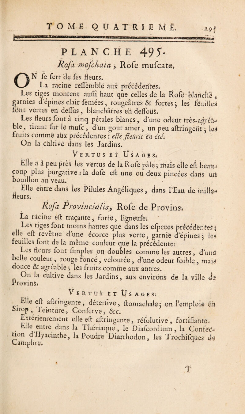 PLANCHE 49 J* Rofa mofchata , Rofc mufcate, ON fe fert de fes fleurs. La racine reliera ble aux précédentes. Les tiges montent au(Ii haut que celles de la Rofé bîâticlie $ garnies d’épines clair femées, rougeâtres & fortes j les fëdillesî fônt vertes en delfus, blanchâtres eh delToüS. Les fleurs font à cinq pétales blancs, d’une odeur très-agréâ^ ble, tirant fur le rnufc , d’un goût amer, un peu aftringent j les fruits comme aux precedentes i elle fleurit en été. On la cultive dans les Jardins. Vertus et Üsagesj Elle â à peu près les vertus de la Rofe pâle ; mais elle efl: beali-> coup plus purgative :1a dofe efl: une ou deux pincées dans uni bouillon au veau. Elle entre dans les Pilules Angéliques * dans l’Eau de milh fleurs. » * \ i Rofa Provincialis> Rofe de Provins* La racine efl: traçante, forte, ligneufe: Les tiges font moins hautes que dans les efpeees précédente^ elle efl: revêtue d’une écorce plus verte, garnie d’épines \ les feuilles font de la même couleur que la précédente: Les fleurs font Amples ou doubles comme les autres, d’un*! belle couleur, rouge foncé, veloutée , d’une odeur foible , mais douce de agréable -, les fruits comme aux autres. On la cultive dans les Jardins, aux environs de la ville de Provins^ Vertus etÜsAges, Elle efl: aftringente, déterflve, ftomachalej on l’emploie en oirop Teinture, Conferve, Sec, Extérieurement elle efl: aftringente, réfolutive, fortifiante* . bue entre dans la Thériaque, le Diafcordium , la Confed-* tion d Hyacinthe, la Poudre Diarrhodon, les Trochifques d^ Camphre. T