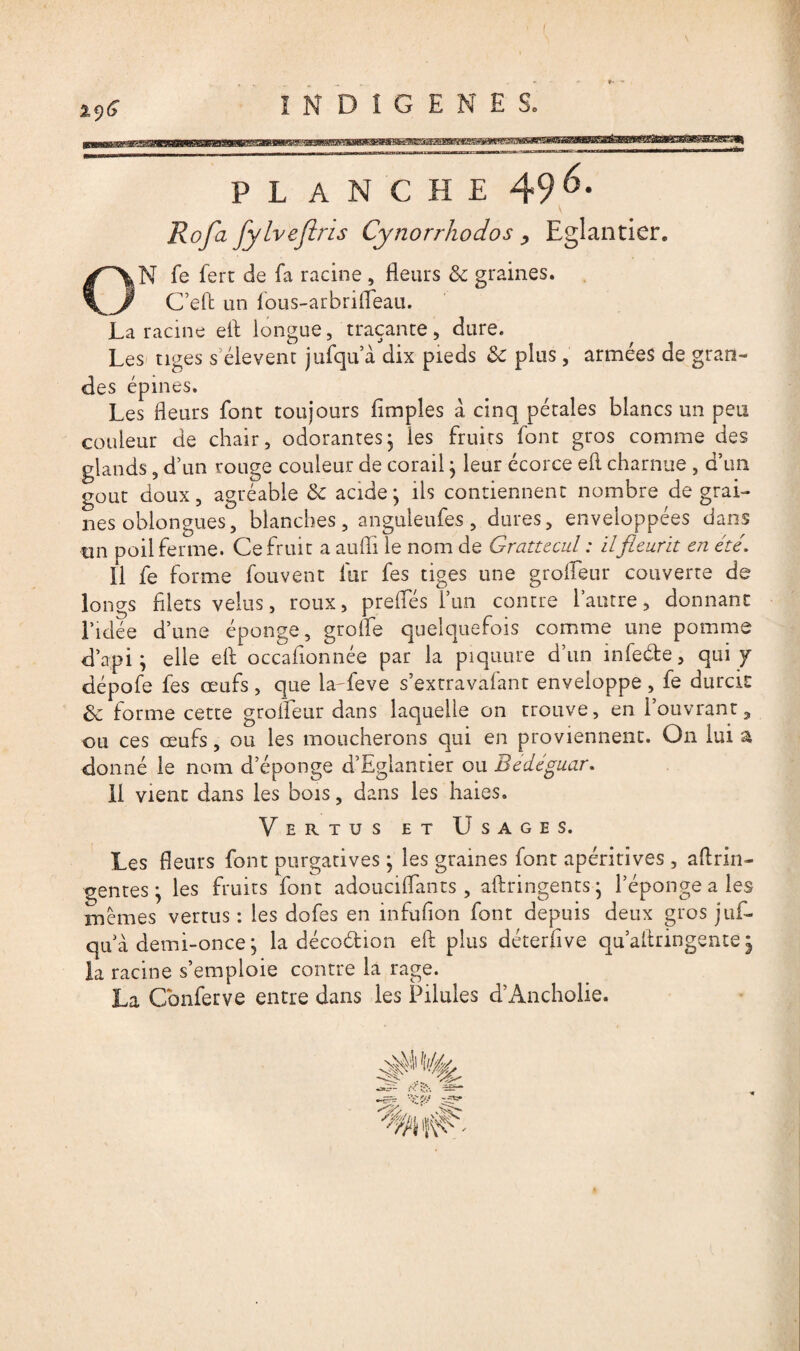 ( I9s INDIGENES. PL ANCHE 49^* Rofa fylvefiris Cynorrhodos , Eglantier. ON fe fert de fa racine , fleurs & graines. C’eft un fous-arbrifleau. La racine eil longue, traçante, dure. Les tiges selevent jufqu a dix pieds 3c plus, armées de gran¬ des épines. Les fleurs font toujours Amples à cinq pétales blancs un peu couleur de chair, odorantes; les fruits font gros comme des glands, d’un rouge couleur de corail; leur écorce eft charnue , d’un goût doux, agréable 3c acide; ils contiennent nombre de grai¬ nes oblongues, blanches, anguleufes , dures, enveloppées dans tin poil ferme. Ce fruit a aufli le nom de Gratttcul : ilfleurit en été. il fe forme fouvent fur fes tiges une grofleur couverte de longs filets velus, roux, preliés l’un contre l’autre, donnant l’idée d’une éponge, grofle quelquefois comme une pomme d’api; elle ell occafionnée par la piquure d’un infeéfce, qui y dépofe fes œufs , que la-feve s’extravafant enveloppe , fe durcit 3c forme cette grofleur dans laquelle on trouve, en l’ouvrant, ou ces œufs, ou les moucherons qui en proviennent. O11 lui a donné le nom d’éponge d’Eglantier ou Bédéguar. Il vient dans les bois, dans les haies. Vertus et Usages. Les fleurs font purgatives ; les graines font apéritives , aftrin- gentes; les fruits font adouciflants , aftringents ; l’éponge a les memes vertus : les dofes en infufion font depuis deux gros juf¬ qu à demi-once ; la décodion efi plus déterfive qu’altringente j la racine s’emploie contre la rage. La Confierve entre dans les Pilules d’Ancholie.