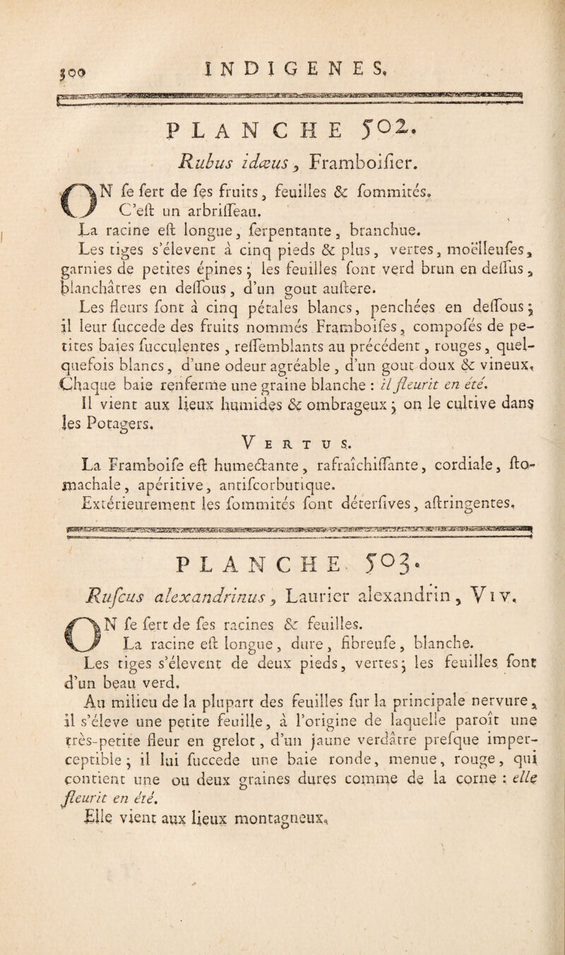 JOO LANGUE JOZ. Rubus idceus z Framboifier. ,N fe fert de fes fruits, feuilles & fommités. C’efl un arbrilfeau. < La racine eft longue , ferpentante, branchue. Les tiges s’élèvent à cinq pieds & plus, vertes, moëlleufes, garnies de petites épines j les feuilles font verd brun en de (Tus 3 blanchâtres en délions, d’un goût auftere. Les fleurs font â cinq pétales blancs, penchées en deffous j il leur fuccede des fruits nommés Framboifes, compofés de pe¬ tites baies fucculentes , reffemblants au précédent, rouges, quel¬ quefois blancs, d’une odeur agréable , d’un goût doux & vineux. Chaque baie renferme une graine blanche : il fleurit en été. il vient aux lieux humides <k ombrageux \ on le cultive dans les Potagers. Vertus. La F-ramboife eft humeébante, rafraîchiflante, cordiale, fto- machale, apéritive, antifeorbutique. Extérieurement les fommités font déterfives, aftringentes. PLANCHE JO 3 Rufc eus aiexar ïdrinus , Laurier alexandrin 5 Y i y. ON fe fert de fes racines &c feuilles. La racine eft longue, dure, fibreufe, blanche. Les tiges s’élèvent de deux pieds, vertes* les feuilles font «Lun beau verd. Au milieu de la plupart des feuilles fur la principale nervure, il s’élève une petite feuille, â l’origine de laquelle paroît une très-petite fleur en grelot, d’un jaune verdâtre prefque imper¬ ceptible ^ il lui fuccede une baie ronde, menue, rouge, qui contient une ou deux graines dures comme de la corne : elle fleurit en été. Elle vient aux lieux montagneux. *