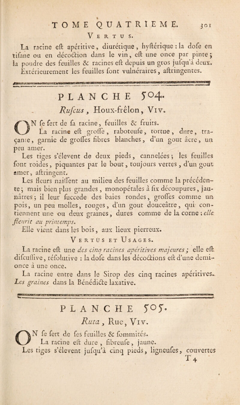 Vertus, La racine eft apéritive, diurétique, hyftérique : la dofe en tifane ou en décodion dans le vin, eft une once par pinte ; la poudre des feuilles 8c racines eft depuis un gros jufqu a deux. Extérieurement les feuilles font vulnéraires , aftringentes. PLANCHE J 04. jRufcus 3 Houx-frelon, Viv* fe fert de fa racine, feuilles 8c fruits. La racine eft grofte , raboteufe, tortue, dure, tra¬ çante, garnie de groftes fibres blanches, d’un goût âcre, un. peu amer. Les tiges s’élèvent de deux pieds, cannelées*, les feuilles font roides, piquantes par le bout, toujours vertes, d’un goût amer, aftringent. Les Heurs naiflent au milieu des feuilles comme la précéden¬ te y mais bien plus grandes , monopétales à ftx découpures, jau¬ nâtres ; il leur fuccede des baies rondes, groftes comme un pois, un peu molles, rouges, d’un goût douceâtre, qui con¬ tiennent une ou deux graines, dures comme de la corne ; elle fleurit au printemps. Elle vient dans les bois, aux lieux pierreux. Vertus et Usages. La racine eft une des cinq racines apéritives majeures ; elle eft. difcuftive, réfolutive : la dofe dans les décodions eft d’une demi- once â une once. La racine entre dans le Sirop des cinq racines apéritives». Les graines dans la Bénédide laxative. - planche yo y* Ruta, Rue, Viv. N fe fert de fes feuilles 8c fommités. La racine eft dure , fibreufe, jaune. Les tiges s’élèvent jufqu’à cinq pieds, ligneufes, couvertes T4