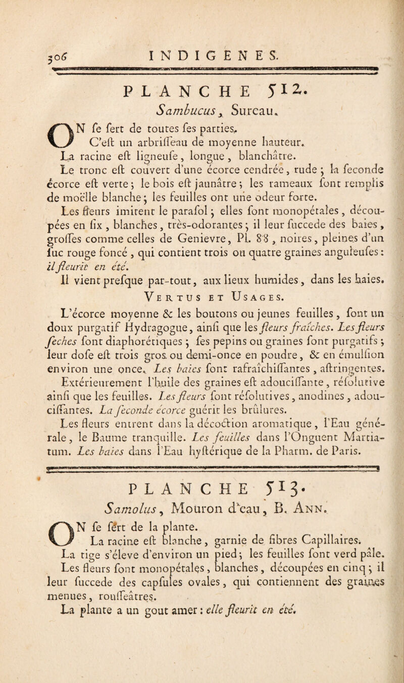 repimm PLANCHE JI2. Sambucus> Sureau. N fe fert de toutes les parties,. C’eft un arbrifleau de moyenne hauteur. La racine eft ligneufe, longue , blanchâtre. Le tronc eft couvert d’une écorce cendrée, rude ; k fécondé écorce eft verte-, le bois eft jaunâtre *, les rameaux font remplis de moelle blanche, les feuilles ont une odeur forte. Les fleurs imitent le parafol * elles font monopétales , décou¬ pées en fix , blanches , très-odorantes • il leur fuccede des baies , grofles comme celles de Genievre, Pi. 88 , noires, pleines d’un lue rouge foncé , qui contient trois ou quatre graines anguleufes : il fleurie en été. Il vient prefque par-tout, aux lieux humides, dans les haies. Vertus et Usages. L’écorce moyenne 6c les boutons ou jeunes feuilles, font un doux purgatif Hydragogue, ainli que les fleurs fraîches. Les fleurs feches font diaphoniques ] fes pépins ou graines font purgatifs *, leur dofe eft trois gros.ou demi-once en poudre, 6c en émulflon environ une once. Les baies font rafraîchiflantes , aftringent.es. Extérieurement l’huile des graines eft adouci (Tan te , réfoliuive ainfi que les feuilles. Les fleurs font résolutives, anodines , adou- cillantes. La fécondé écorce guérit les brûlures. Les fleurs entrent dans la décocfion aromatique, l’Eau géné¬ rale, le Baume tranquille. Les feuilles dans l’Onguent Martia- tum. Les baies dans l’Eau hyftérique de la Pharm. de Paris. PLANCHE 5'13* S amollis, Mouron d'eau, B. Ann. N fe fért de la plante. La racine eft blanche, garnie de fibres Capillaires. La tige s’élève d’environ un pied; les feuilles font verd pâle. Les fleurs font monopétales , blanches, découpées en cinq \ il leur fuccede des capfules ovales, qui contiennent des grames menues, roufifeâtres. La plante a un goût amer : elle fleurit en été•