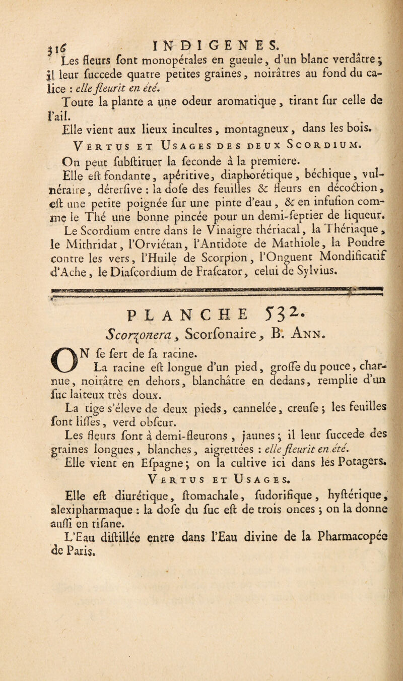 X6 INDIGENES. Les fleurs font monopétales en gueule, d’un blanc verdâtre ^ il leur fuccede quatre petites graines , noirâtres au fond du ca¬ lice : elle fleurit en été. Toute la plante a une odeur aromatique, tirant fur celle de Elle vient aux lieux incultes , montagneux, dans les bois. Vertus et Usages des deux Scordium. On peut fubftituer la fécondé à la première. Elle eft fondante, apéritive, diaphorétique, béchique, vul¬ néraire , dérerftve : la dofe des feuilles &c fleurs en décoétion, eft une petite poignée fur une pinte d’eau , & en infufion com¬ me le Thé une bonne pincée pour un demi-feptier de liqueur. Le Scordium entre dans le Vinaigre thériacal, la Theriaque > le Mithridat, l’Orviétan, l’Antidote de Mathiole, la Poudre contre les vers, l’Huile de Scorpion, l’Onguent Mondificatif d’Ache 5 le Diafcordium de Frafcator, celui de Sylvius, PLANCHE T32- Scor^onera , Scorfonaire , B. Ann. kN fe fert de fa racine. La racine eft longue d’un pied, grofle du pouce, char¬ nue , noirâtre en dehors, blanchâtre en dedans, remplie d’un fuc laiteux très doux. La tige s’élève de deux pieds, cannelée, creufe > les feuilles font liftes , verd obfcur. Les fleurs font à demi-fleurons , jaunes > il leur fuccede des graines longues, blanches, aigrettées : elle fleurit en.été. Elle vient en Efpagne; on la cultive ici dans les Potagers. Vertus et Usages. Elle eft diurétique, ftomachale, fudorifique, hyftérique, alexipharmaque : la dofe du fuc eft de trois onces \ on la donne auffi en tifane. L’Eau diftillée entre dans l’Eau divine de la Pharmacopée de Paris.