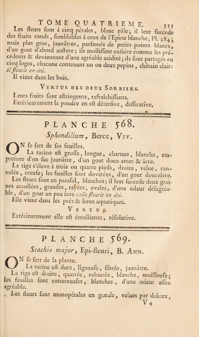 Les fleurs font à cinq pétales, blanc pâle ; il leur fuccede des fruits ronds , femblables à ceux de l’Epine blanche, PL 3 84 * mais plus gros, jaunâtres, parfemés de petits points blancs^ d’un goût d’abord auftere ; ils mollirent enfuité comme les pré! cédenrs & deviennent d une agréable acidité;ils font partagés en cinq loges, chacune contenant un ou deux pépins , châtain clairj il fleurit en été. Il vient dans les bois,. Vertus des deux Sorbiers. Leurs fruits font aftringents, rafraîchiflànrs. Extérieurement la poudre en eft déterfive, deflîcative, PLANCHE 56 8. Sphondihumy Berce, Vi V. ,N fe fert de fes feuilles, La racine eft grofle, longue, charnue, blanche, em¬ preinte. d un fuc jaunâtre , d’un goût doux-amer de âcre. a tige s éieve a trois ou quatre pieds, droite, velue, can- ne ee, creufe ; les feuilles font duvetees, d’un goût douceâtre. Les fleurs font en parafai,, blanches; il leur fuccede deux grai¬ nes accollées, grandes, rayées, ovales, d’une odeur défagréa- ble , cl un goût un peu acre : elle fleurit en été. Elle vient dans les prés Ôc lieux aquatiques,. Vertus. Extérieurement elle eft émolliente, réfolutive. PLANCHE 569. Stachis major. Epi-fleuri, B. Ann. ON fe fert de la plante. La racine eft: dure, ligneufle, fibrée, jaunâtre. La tige eft droite, quarrée, veloutée, blanche, moclleufe; les feuilles font cotonneufes, blanches , d’une odeur affez agréable. . Les fleurs font monopétales en gueule, velues par dehors V4