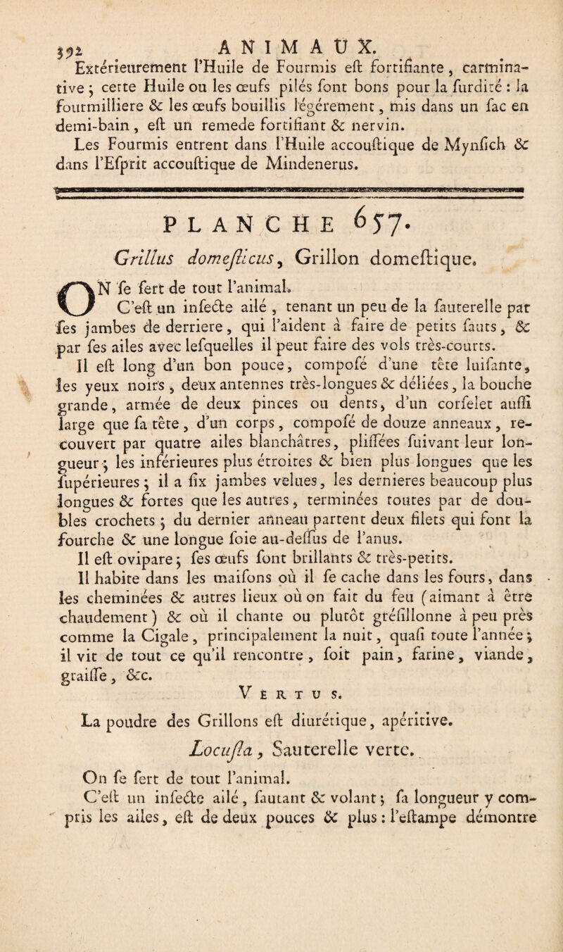 Extérieurement l’Huile de Fourmis eft fortifiante , carmina- tive } cette Huile ou les œufs pilés font bons pour la furdité : la fourmiiliere 8c les œufs bouillis légèrement, mis dans un fac en demi-bain, eft un remede fortifiant & nervin. Les Fourmis entrent dans l’Huile accouftique de Mynfich 8c dans l’Efprit accouftique de Mindenerus. PLANCHE 6$ 7- Grillas domejllcus, Grillon domeftique, ON fe fert de tout l’animal» C eft un infede ailé , tenant un peu de la fauterelle par fes jambes de derrière, qui l’aident à faire de petits fauts, $c .par fes ailes avec lefquelles il peut faire des vols très-courts. Il eft long d’un bon pouce, compofé d’une tête luifante, les yeux noirs , deux antennes très-longues 8c déliées, la bouche grande, armée de deux pinces ou dents, d’un corfelet aufti large que fa tête , d’un corps, compofé de douze anneaux , re¬ couvert par quatre ailes blanchâtres, pliffées fuivant leur lon¬ gueur} les inférieures plus étroites 8c bien plus longues que les fupérieures ; il a fix jambes velues, les dernieres beaucoup plus longues 8c fortes que les autres 5 terminées toutes par de dou¬ bles crochets } du dernier anneau partent deux filets qui font la fourche 8c une longue foie au-deffiis de l’anus. Il eft ovipare} fes œufs font brillants 8c très-petits. 11 habite dans les maifons où il fe cache dans les fours, dans les cheminées & autres lieux où on fait du feu (aimant à être chaudement) 8c où il chante ou plutôt gréfillonne â peu près comme la Cigale , principalement la nuit, quafi toute l’année ; il vit de tout ce qu’il rencontre, foit pain, farine, viande, graille, 8cc. V È R T U S. La poudre des Grillons eft diurétique, apéritive. Locufla, Sauterelle verte.. On fe fert de tout l’animal. C’eit un infeéte ailé, fautant 8c volant ; fa longueur y com¬ pris les ailes, eft de deux pouces 8c plus : l’eftampe démontre