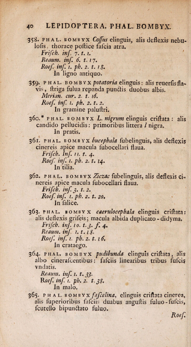 358. phal. bombyx Cojfus elinguis, alis deflexis nebu- lofis thorace poftice fafcia atra. Frifch. inf 7. t. 1. Reaum. inf 6. t. 17. Roef. inf 1. ph. 2. t. 18. In ligno antiquo. 359. PHAL. B o m b y x potatoria elinguis: alis reuerlis fla*» vis, ftriga fulua repanda pun&is duobus albis. Merian. cur. 2, t. 16. Roef inf 1. ph. 2, t. 2. In gramine paluftri. •* > 360. * phal. bombyx L. nigrum elinguis criftata : alis candido pellucidis: primoribus littera / nigra. In pratis. 361. phal. bombyx bucephala fubelinguis, alis deflexi$ cinereis apice macula fuboceliari flaua. Frifch, Inf 11. t. 4. Roef inf 1. ph. 2. t. 14. In tilia. 362. phal. bombyx Ziczac fubelinguis, alis deflexis ci** nereis apice macula fubocellari flaua. Frifch. inf 3. t. 2. Roef inf t. ph. 2. U In Palice, 363. phal. bombyx caeruiocephala elinguis criftata alis deflexis grifeis; macula albida duplicato-didyma, Frifch. inf 10. t-3-f-4• Reaum. inj. 1. t.18. Roef. inf. l ph. 2. t. 16. In crataego. 364. PHAL. B omb yx pudibunda elinguis criftata * alis albo cinerafcentibus: falciis linearibus tribus fulcis vndatis. Reaum. inf. 1. t. 33. Roef. inf 1. ph. 2. t, 18. In malo. 365. PHAL. B ombyx fafcelina, elinguis criftata cinerea, alis fuperioribus fafciis duabus anguftis fuluo - fulcis, fcutello bipun&ato fuluo. Roef