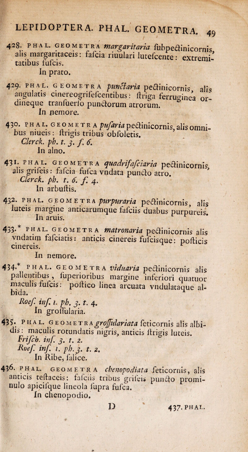428. phal. geometra margaritaria fubpetiinicornis alis margaritaceis: Falcia liuulari lutefcente: extremi- ratibus fufcis. In prato. 429. phal. geometra punctaria pedinicornis a!i<? angulatis cinereogrifefcentibus: ftriga ferruginea ori dineque tranfuerlo punctorum atrorum. In nemore. 430. p ha l. geometra pufaria pedinicornis. alis omni¬ bus mueis: Itrigis tribus obfoletis. Clerck. ph. t. 3. f, 6. In alno. 43«. PHAL. geometra quadrifafciarh peffinicornis, aiis gnieis: fafcia fufca vndata pundo atro. Clerck. ph. t. (f. f. 4. In arbudis. 432. phal.geometra purpuraria pedinicornis, alis luteis maigine anticarumque falciis duabus purpureis. In aruis. r 433. * PHAL. geometra matronaria pedinicornis alis vndatim fafciatis: anticis cinereis fufcisque: podicis cinereis. r In nemore. 434* phal. geometra viduaria pedinicornis alis pallentibus, fupeiioribus margine inferiori quatuou maculis fufcis: poftico linea arcuata vndulataque al¬ bida. . 1 Roef inf 1. ph. 3. t. 4. In grodiilaria. 4^5* phal. geouETv,\groj[itlariata feticornis alis albi- dis: maculis rotundatis nigris, anticis itrigis luteis. Frifch. inf. 3. t. 2. Roef inf. 1. ph.3. t. 2. In Ribe, falice. 436. phal. geometra chenopodiata feticornis, alis anticis tedaceis: falciis tribus grileis pundfo promi¬ nulo apicifque lineola fupra fufca. In chenopodio.