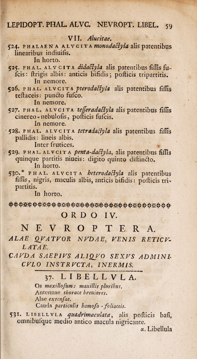 VII. Alucitae. 524. phalaena alvcita monodaciyla alis patentibus linearibus indiuiiis. In horto. 525. phal. alvcita didaSIyla alis patentibus filiis fu¬ lcis ftrigis albis: anticis bifidis5 pollicis tripartitis. In nemore. 526. phal, alvcita pterodaSIyla alis patentibus filiis teftaceis: pun&o fufco. In nemore. 527. phal. alvcita teJJeradaSiyla alis patentibus filiis cinereo-nebulofis, podicis fulcis. In nemore. 528. phal. alvcita tetradaflyla alis patentibus filiis pallidis: lineis albis. Inter frutices. 529. phal. alvcita penta-daclyla, alis patentibus filiis quinque partitis niueis: digito quinto didin&o. In horto. 530. * phal. alvcita heterodaSlyla alis patentibus fidis, nigris, maculis albis, anticis bifidis: podicis tri¬ partitis. In horto. ORDO IV. NEVROPTERA. ALAE QVATVOR NVDAE, FENIS RETICF- LATA E. CAVDA SAEPIFS AL1QVO SEXVS AD MINI- CVLO INSTRFCTAy INERMIS. 37. LIBELLVLA, Os maxillofum: maxillis -pluribus, Antennae thorace breuiores. Alae extenfae. Cauda particulis hamofo - foliaceis. 531. libellvla quadrimae alata, alis pollicis bafi, ommbufque medio antico macula nigricante. «. Libellula