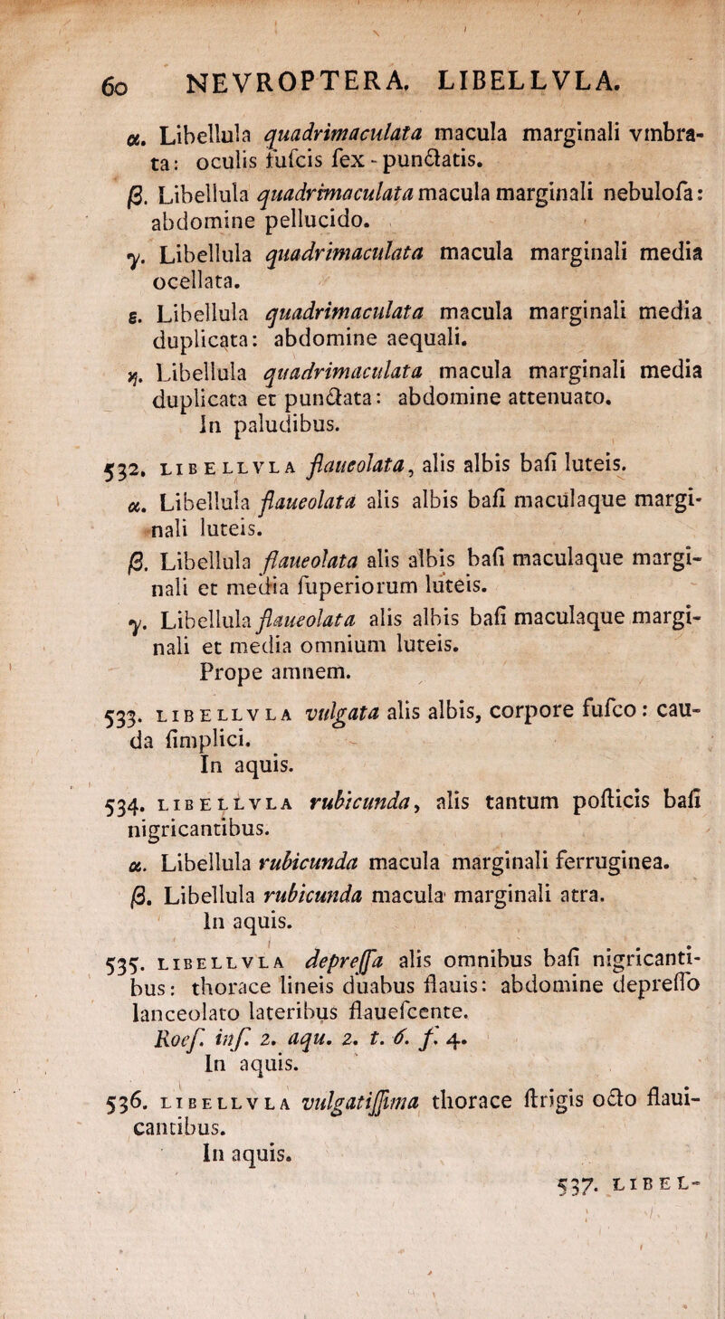 6o NE VROPTER A, LIBELLVLA. ce. Libellula quadrimaculata macula marginali vmbra- ta: oculis fiufcis fex - pun&atis. /3. Libellula quadrimaculata macula marginali nebulofa: abdomine pellucido. y. Libellula quadrimaculata macula marginali media ocellata. g. Libellula quadrimaculata macula marginali media duplicata: abdomine aequali. jj. Libellula quadrimaculata macula marginali media duplicata et pun&ata: abdomine attenuato. In paludibus. 532. libellvla flaucolata, alis albis bafi luteis. cc. Libellula flaueolata alis albis bafl maculaque margi¬ nali luteis. /3. Libellula flaueolata alis albis bafi maculaque margi¬ nali et media fuperiorum luteis. y. Libellula flaueolata alis albis bafi maculaque margi¬ nali et media omnium luteis. Prope amnem. 533. libellvla vulgata alis albis, corpore fufco: cau¬ da fimplici. In aquis. 534. libellvla rubicunda, alis tantum podicis bafi nigricantibus. «. Libellula rubicunda macula marginali ferruginea. /3. Libellula rubicunda macula' marginali atra. In aquis. 535. libellvla deprejfa alis omnibus bafi nigricanti¬ bus: thorace lineis duabus flauis: abdomine depreflo lanceolato lateribus fiauefcente. Roef inf. 2. aqu. 2. t. 6. f. 4. In aquis. 536. libellvla vulgatijjima thorace ftrigis o£fc> flaui- cantibus. I11 aquis. 537. LIBEL-