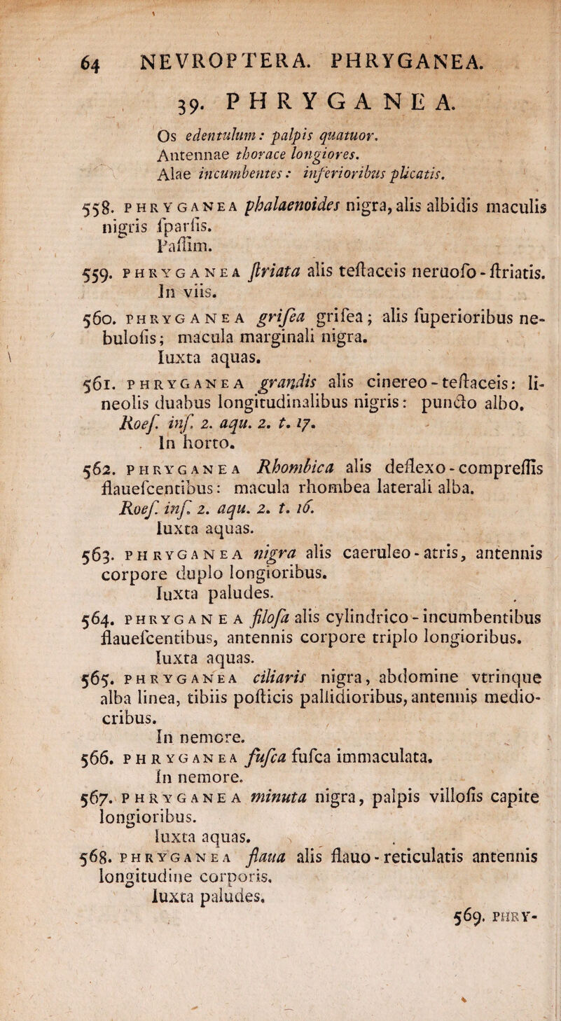 39. PHRYGANEA. Os edentulum: palpis quatuor. Antennae thorace longiores. Alae incumbentes: biferioribus plicatis. 558. phryganea pbalaenoides nigra, alis albidis maculis nigris fpariis. Faffim. 559. phryganea jlriata alis teflaceis neruofo - Uriatis. In viis. 560. phryganea grifea grifea; alis fuperioribus ne- bulolis; macula marginali nigra. luxta aquas. 561. phryganea gr andis alis cinereo - teftaceis: li¬ neolis duabus longitudinalibus nigris: pun&o albo. Roef inf 2. aqu. 2. t. 27. in horto. 562. phryganea Rbombica alis deflexo - compredis flauefcentibus: macula rhombea laterali alba. Roef inf. 2. aqu. 2. t. 16. luxta aquas. 563. phryganea nigra alis caeruleo-atris, antennis corpore duplo longioribus. luxta paludes. 564. phryg a n e a filofa alis cylindrico - incumbentibus flauefcentibus, antennis corpore triplo longioribus. luxta aquas. 565. phryganea ciliaris nigra, abdomine vtrinque alba linea, tibiis pollicis pallidioribus, antennis medio¬ cribus. In nemore. 566. phryganea fufca fufca immaculata. In nemore. 567. phryganea minuta nigra, palpis villolis capite longioribus. luxta aquas. > 568. phryganea fiatta alis flauo - reticulatis antennis longitudine corporis. luxta paludes. 569. PHRY