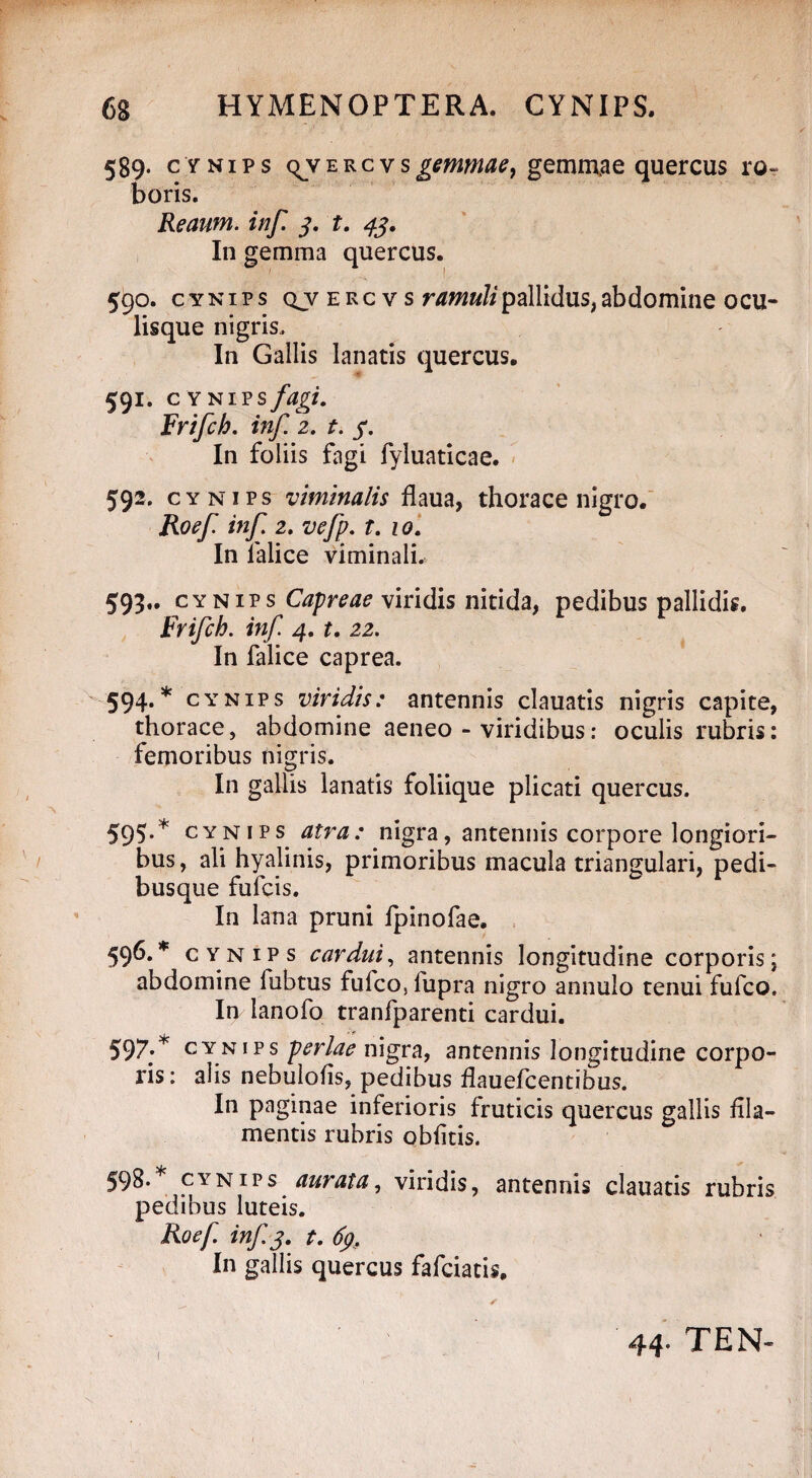 5S9. cynips qyercv s gemmae, gemmae quercus ro¬ boris. Reaum. inf 3. t. 43. In gemma quercus. 590. cynips qvercvs ramuli pallidus, abdomine ocu¬ lisque nigris. In Gallis lanatis quercus. 591. cynips fagi. Frifch. inf. z. t. 3. In foliis fagi fyluaticae. 592. CY nips viminalis flaua, thorace nigro. Roef inf 2. vefp. t. 10. In falice viminali. 593- cy nips Capreae viridis nitida, pedibus pallidis. Frifch. inf 4. t. 22. In falice caprea. 594* * cynips viridis: antennis clauatis nigris capite, thorace, abdomine aeneo - viridibus: oculis rubris: femoribus nigris. In gallis lanatis foliique plicati quercus. 595. * cynips atra: nigra, antennis corpore longiori¬ bus, ali hyalinis, primoribus macula triangulari, pedi¬ busque fufcis. In lana pruni fpinofae. 596. * cynips cardui, antennis longitudine corporis; abdomine fubtus fufco,fupra nigro annulo tenui fufco. In lanofo tranfparenti cardui. 597;* cynips perlae nigra, antennis longitudine corpo¬ ris: alis nebulofis, pedibus flauefcentibus. In paginae inferioris fruticis quercus gallis fila¬ mentis rubris oblitis. 598.* cynips aurata, viridis, antennis clauatis rubris pedibus luteis. Roef inf. 3. t. 69, In gallis quercus fafciatis. 44. TEN-