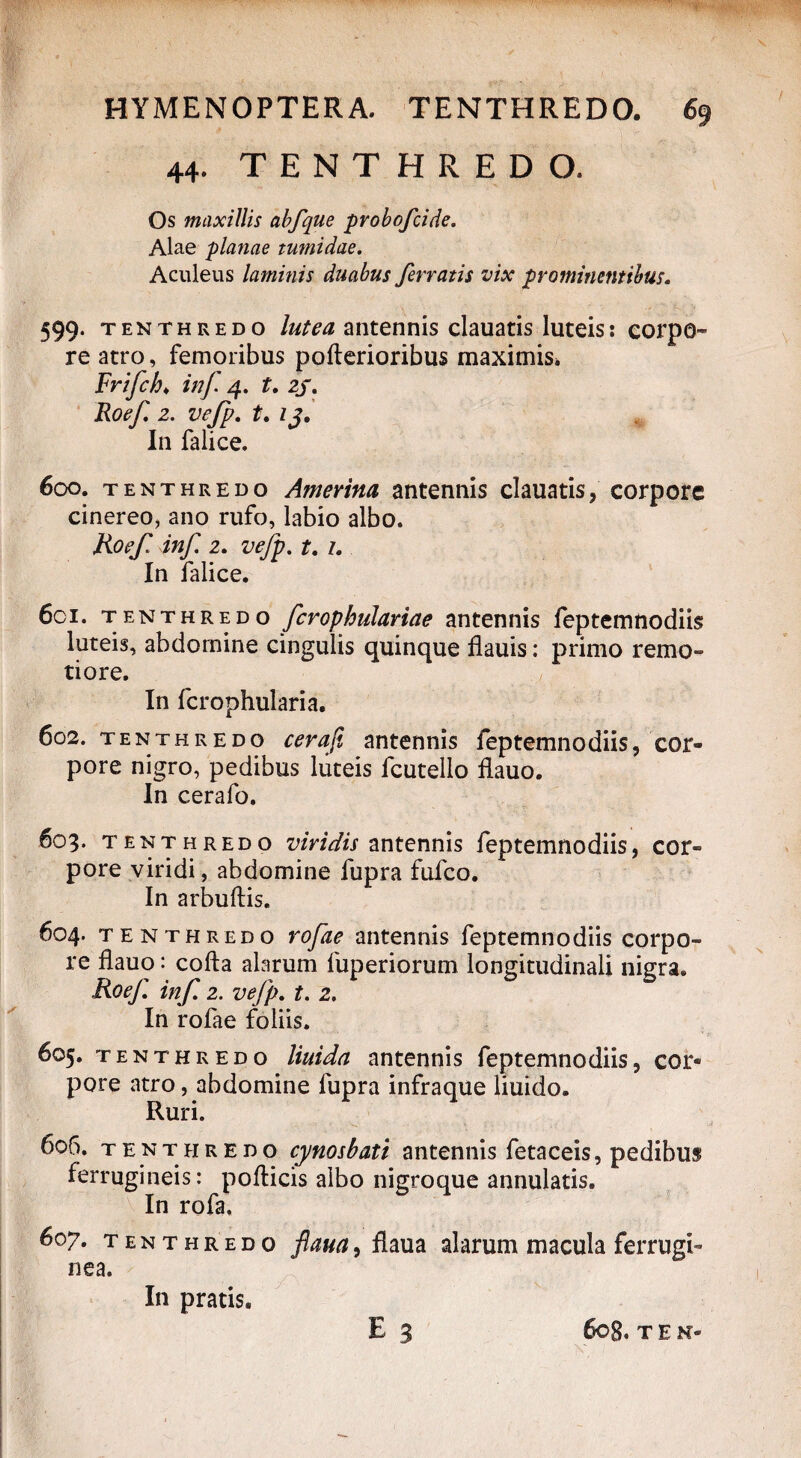 44. TENTHREDO. Os maxillis abfque probofcide. Alae planae tumidae. Aculeus laminis duabus ferratis vix prominentibus. 599- tenthredo lutea antennis clauatis luteis: corpo¬ re atro, femoribus pofterioribus maximis* Frifch♦ inf 4. t. 2J. Roef 2. vefp. t. 13. In falice. 600. tenthredo Amerina antennis clauatis, corpore cinereo, ano rufo, labio albo. Roef. inf. 2. vefp. t. 1. In falice. 6ci. tenthredo fcrophulariae antennis feptemnodiis luteis, abdomine cingulis quinque flauis: primo remo¬ tiore. In fcrophularia. 602. tenthredo cerafi antennis feptemnodiis, cor¬ pore nigro, pedibus luteis fcutello flauo. In cerafo. 603. tenthredo viridis antennis feptemnodiis, cor¬ pore viridi, abdomine fupra fufco. In arbuftis. 604. tenthredo rofae antennis feptemnodiis corpo¬ re flauo: cofta alarum fuperiorum longitudinali nigra. Roef inf. 2. vefp. t. 2. In rofae foliis. 605. tenthredo liuida antennis feptemnodiis, cor¬ pore atro, abdomine fupra infraque liuido. Ruri. 606. tenthredo cynosbati antennis fetaceis, pedibus ferrugineis: pofticis albo nigroque annulatis. In rofa. 607. tenthredo flaua, flaua alarum macula ferrugi¬ nea. In pratis.