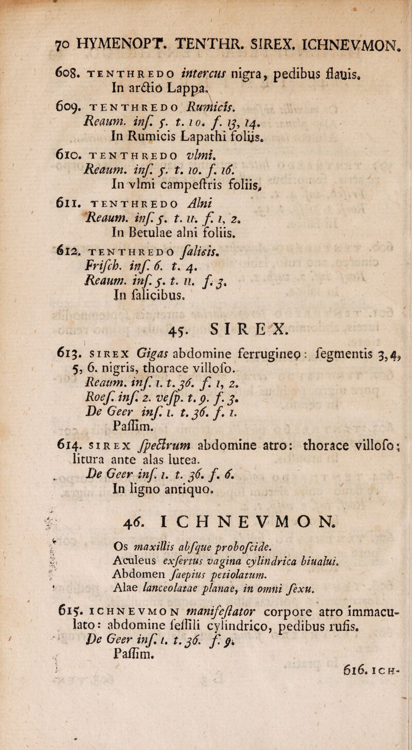 608. tenthredo intercus nigra, pedibus flauis. In ardio Lappa. 609. tenthredo Rumicis. Reaum. inf y. t. 10* f 13, 14. In Rumicis Lapathi foliis. 610. TENTHREDO vlmL Reaum. inf. j. t. 10. f 16. In vlmi campeflris foliis, 611. TENTHREDO Alfll Reaum. inf 3. t. u. f. iy 2, In Betulae alni foliis. 613. T ENTHREDO fllisiS. Frifch. inf. 6. t. 4. Reaum. inf. 3. t. n. f. j. In falicibus. 45. SIREX. i 615. sirex Gigas abdomine ferrugineo: fegmentis 3,4^ 5, 6. nigris, thorace villofo. Reaum. inf. 1.1.36. f 1, 2. Roef inf 2. vefp. t. p. f. j. De Geer inf 1. t. 36. f. 1. Paffim. 614. sirex fpeElrum abdomine atro: thorace villofo: litura ante alas lutea. De Geer inf 1. t. 36. f. 6. In ligno antiquo. 4 6. ICHNEVMON, Os maxillis abfque probofcide. ■! Aculeus exfertus vagina cylindrica biualui. Abdomen faepius petiolatum. Alae lanceolatae planae, in omni fexu. ■ t / . 61?. ICHNEVMON manifeftator corpore atro immacu¬ lato : abdomine feffili cylindrico, pedibus rufis. De Geer inf i. t. 36. f pk Paffim. 6l6. ICH-