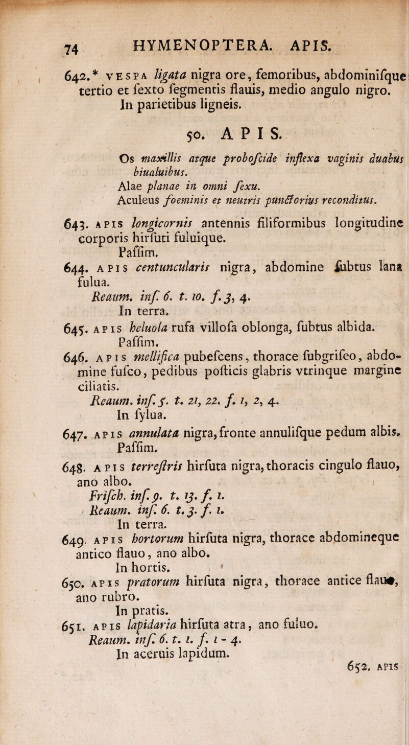 ! 74 HYMENOPTERA. APIS. 642.* vespa ligata nigra ore, femoribus, abdominifque tertio et lexto Tegmentis flauis, medio angulo nigro. In parietibus ligneis. 50. A P I S. Os maxillis atque probofcide inflexa vaginis duahus biualuibus. Alae planae in omni fexu. Aculeus foeminis et neutris pun&ovius reconditus. 645. apis longicornis antennis filiformibus longitudine corporis hirluti fuluique. Paffim. 644. apis centuncularir nigra, abdomine iubtus lana fulua. Reattm. inf. 6. 1.10. /. j, 4. In terra. 645. apis heluola rufa villofa oblonga, fubtus albida. Paffim. 646. apis mellifica pubefcens, thorace fubgrifeo, abdo¬ mine fufco, pedibus pollicis glabris vtrinque margine ciliatis. Reaum. inf. 3. t. 21, 22. f. 1, 2, 4. In fylua. 647. apis annulata nigra,fronte annulifque pedum albis. Paffim. 648. apis terrejlris hirfuta nigra, thoracis cingulo flauo, ano albo. Frifch. inf. p. t. 13. f. 1. Reaum. irif. t. 3* f * In terra. 649. apis hortorum hirfuta nigra, thorace abdomineque antico flauo, ano albo. In hortis. ? 650. apis pratorum hirfuta nigra, thorace antice flau#, ano rubro. In pratis. 651. apis lapidaria hirfuta atra, ano fuluo. Reaum. inf. 6. t. 1. f. 1 - 4. In aceruis lapidum. 652. AFIS