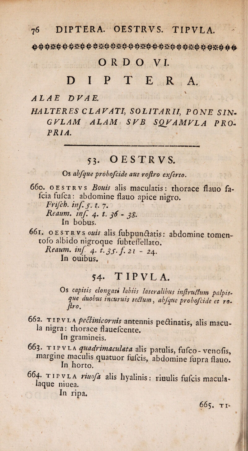 ORDO VI. DIPTERA. ALAE DEAE. HALTERES CLAVATI, SOLITARII, PONE SIN- GVLAM ALAM SVB SQVAMVLA PRO» PRIA. 53. OESTRVS. Os abfque probofcide aut rojlro exferto. 660. oestrvs Bonis alis maculatis: thorace flauo fa- fcia fufca: abdomine flauo apice nigro. Frifch. in fi j. t. 7. Reaum. tnf. 4. t. 16 - 28. In bobus. 661. oestrvs ouis alis fiibpunCtatis: abdomine tomen» tofo albido nigroque fubteflellato. Reaum. inf 4. t. jf. f. 21 - 24. In ouibus, S4* TIPVLA. Os capitis elongati labiis lateralibus inftrulfum palpis¬ que duobus incuruis teBum, abfque probofcide et ro* ftro. 662. TipvLA peEHnicovnis antennis pectinatis, alis macu» la nigra: thorace flauefcente. In gramineis. 663. tipvla quadrimacuUta alis patulis, fufco-venofis, margine maculis quatuor fufcis, abdomine fupra flauo. In horto. 664. tipvla riuofa alis hyalinis: riuulis fufcis macula- iaque muea. In ripa. i 665, t 1-