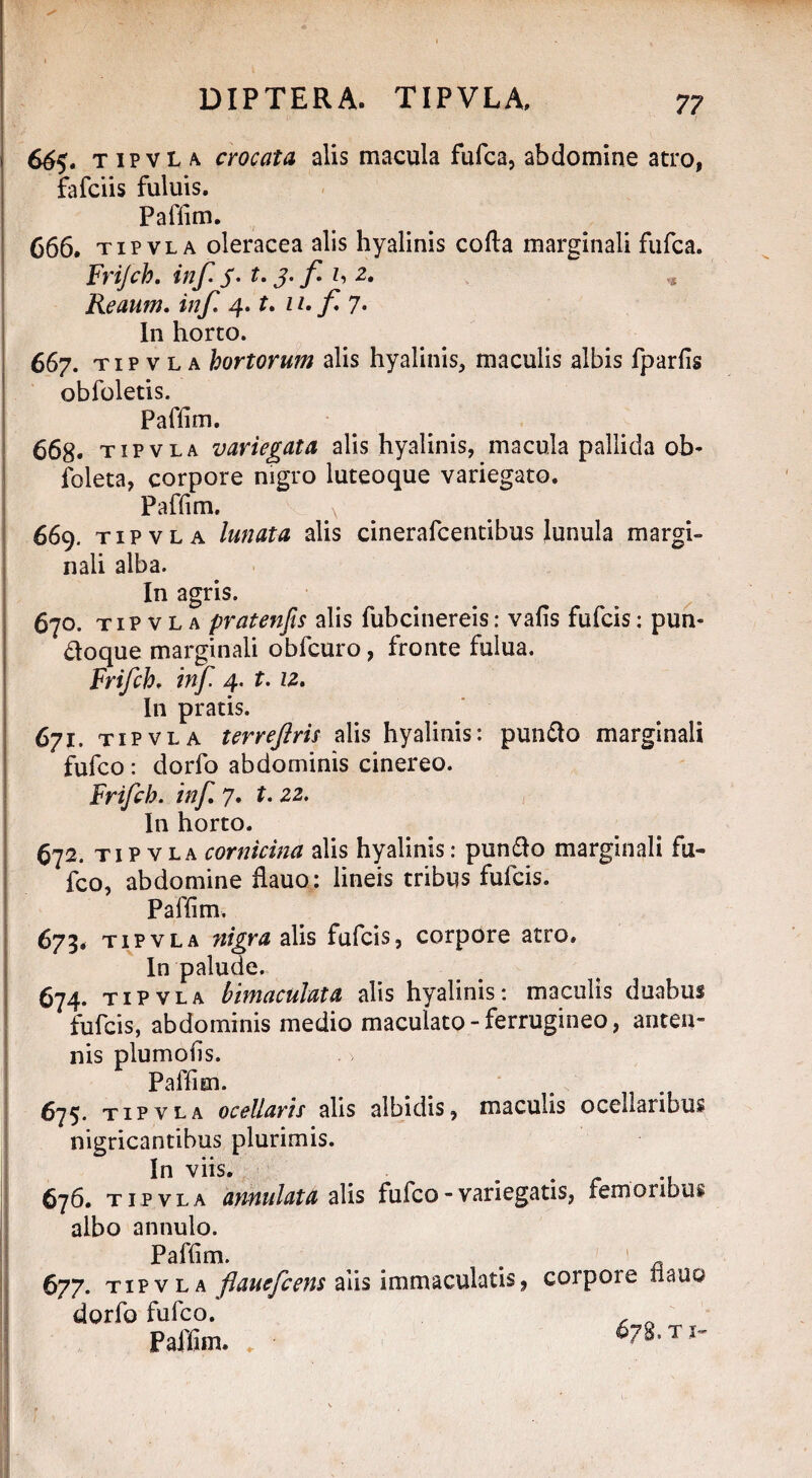 - ' >*■ 6^5. TIPVLA crocata alis macula fufca, abdomine atro, fafciis fuluis. Paflim. C66. tipvla oleracea alis hyalinis cofta marginali fufca. Frifch. inf f - t. 3. f z, 2. * Reaum. inf, 4. t, n.f 7* In horto. 667. tipvla hortorum alis hyalinis, maculis albis fparfis obfoletis. Paffim. 668» tipvla variegata alis hyalinis, macula pallida ob- foleta, corpore nigro luteoque variegato. Paffim, 669. tipvla lunata alis cinerafcentibus lunula margi¬ nali alba. In agris. 670. tipvla pratenfis alis fubcinereis: vafis fufcis: pun- doque marginali obfcuro, fronte fulua. Frifch. inf 4. t, 12. In pratis. 671. tipvla terreftris alis hyalinis: pun£o marginali fufco: dorfo abdominis cinereo. Frifch. inf 7. t. 22. In horto. 672. tipvla cornicina alis hyalinis: pun&o marginali fu¬ fco, abdomine flauo: lineis tribus fufcis. Paffim. 673. tipvla nigra alis fufcis, corpore atro. In palude. 674. tipvla bimaculata alis hyalinis: maculis duabus fufcis, abdominis medio maculato - ferrugineo, anten¬ nis plumofis. . > Paffim. 675. tipvla ocellaris alis albidis, maculis ocellanbus nigricantibus plurimis. In viis. . r ., 676. tipvla armillata alis fufco - variegatis, lemoribiii albo annulo. Paffim. # ' 677. tipvla flauefcens aiis immaculatis, corpoie liau© dorfo fufco. Paffim. * 675, ti-