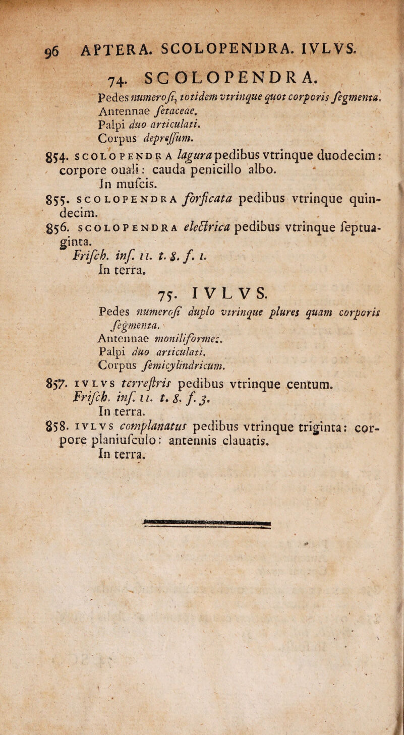 * ' 'V: # 96 APTERA. SCOLOPENDRA. IVLVS. 74. SCOLOPENDRA. Pedes numerototidem vtrinque quot corporis fegmenta. Antennae fetaceaet Palpi duo articulati. Corpus deprejjutn. g£4. scolopendra lagura pedibus vtrinque duodecim: corpore ouali: cauda penicillo albo. In mufcis. 855. scolopendra forpcata pedibus vtrinque quin¬ decim. 856. scolop e n d r a eleffirica pedibus vtrinque feptua- ginta. Frifch. inf. 11. t. $. /. 1. In terra. 75. IVLVS. Pedes numerofi duplo vtrinque plures quam corporis Jegmenta. Antennae moniliforme Palpi duo articulati. Corpus femicy lindricum. 857» ivlvs tcmftris pedibus vtrinque centum. Frifch, inf 11. t. 8> f J. I11 terra. 858. ivlvs complanatus pedibus vtrinque triginta: cor¬ pore planiufculo: antennis clauatis. In terra.
