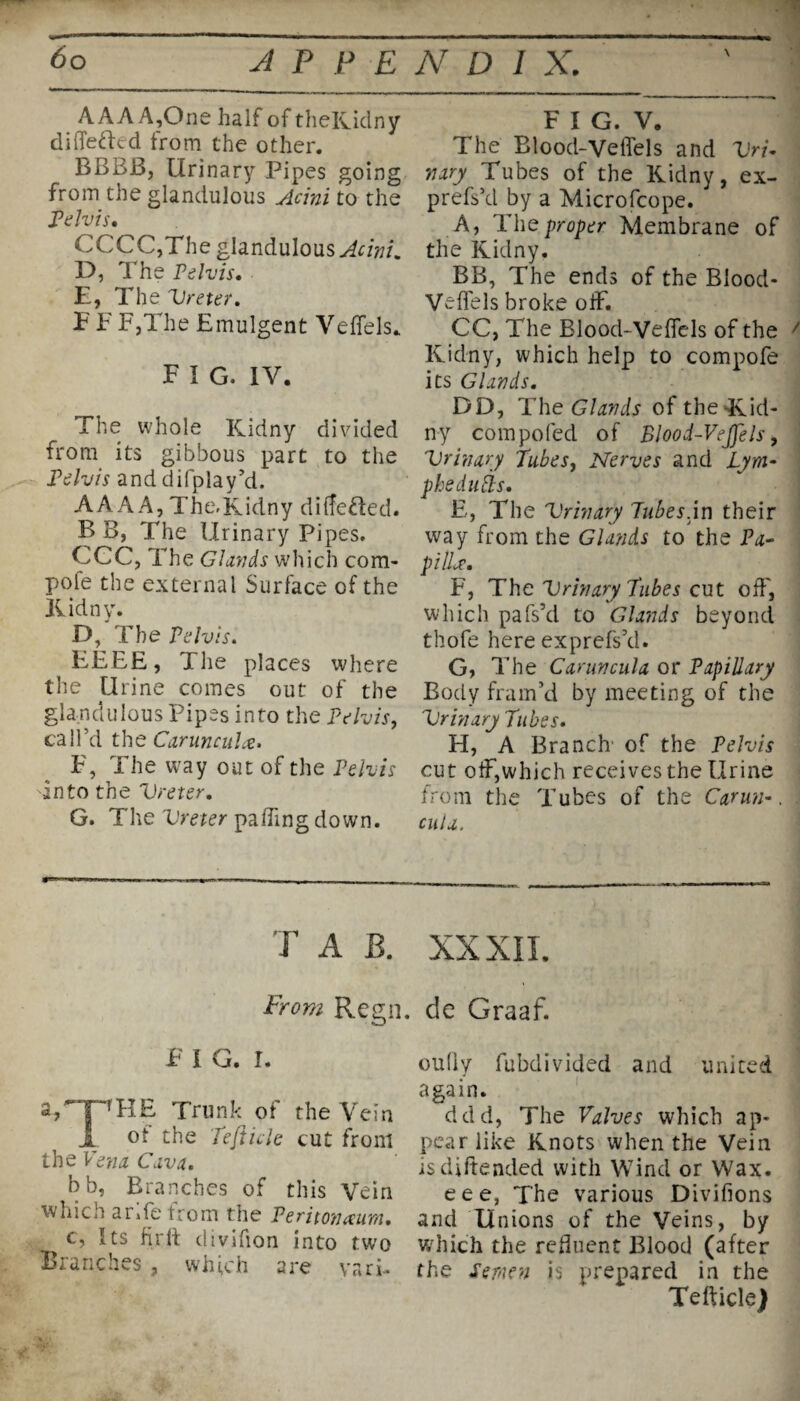 AAA A,One half of theKidny differed from the other. BBBB, Urinary Pipes going from the glandulous Acini to the Pelvis* CCCC,The glandulous Acini* D, The Pelvis* E, The Ureter. E F F,The Emulgent Veffels. F i G. IV. The whole Kidny divided from its gibbous part to the Pelvis and difplay’d. AAA A, The. Kidny differed. B B, The Urinary Pipes. CCC, The Glands which corn- pole the external Surface of the Kidny. D, The Pelvis. EEEE, The places where the Urine comes Gut of the glandulous Pipes into the Pelvis, call’d the Caruncula. F, The way out of the Pelvis 'into the Ureter. G, The Ureter palling down. T A B. From Regn. F i G. r. a,*~pHE Trunk of the Vein jL of the Tejiicie cut from the Vena Cava. bb, Branches of this Vein which arffe from the Peritonaeum* c, Its fir It clivifion into two Branches, which are vari- F I G. V. The Blood-Veffels and Uri¬ nary Tubes of the Kidny, ex- prefs’d by a Microfcope. A, The proper Membrane of the Kidny. BB, The ends of the Blood- Veffels broke off. CC, The Blood-Veffels of the Kidny, which help to compofe its Glands. DD, The Glands of theKid¬ ny compofed of Blood-Vejjels, Urinary Pubes, Nerves and Lym- p he dulls. E, The Urinary Pubes.in their way from the Glands to the Pa¬ pilla'. F, The Urinary Pubes cut off, which pafs’d to Glands beyond thofe here exprefs’d. G, The Caruncula or Papillary Body fram’d by meeting of the Urinary Pubes* H, A Branch of the Pelvis cut off,which receives the Urine from the Tubes of the Carun-. cula. XXXII. de Graaf. oufly fubdivided and united again. ddd, The Valves which ap¬ pear like Knots when the Vein isdiftencled with Wind or Wax. eee, The various Divifions and Unions of the Veins, by which the refluent Blood (after the Semen is prepared in the Tefficle)